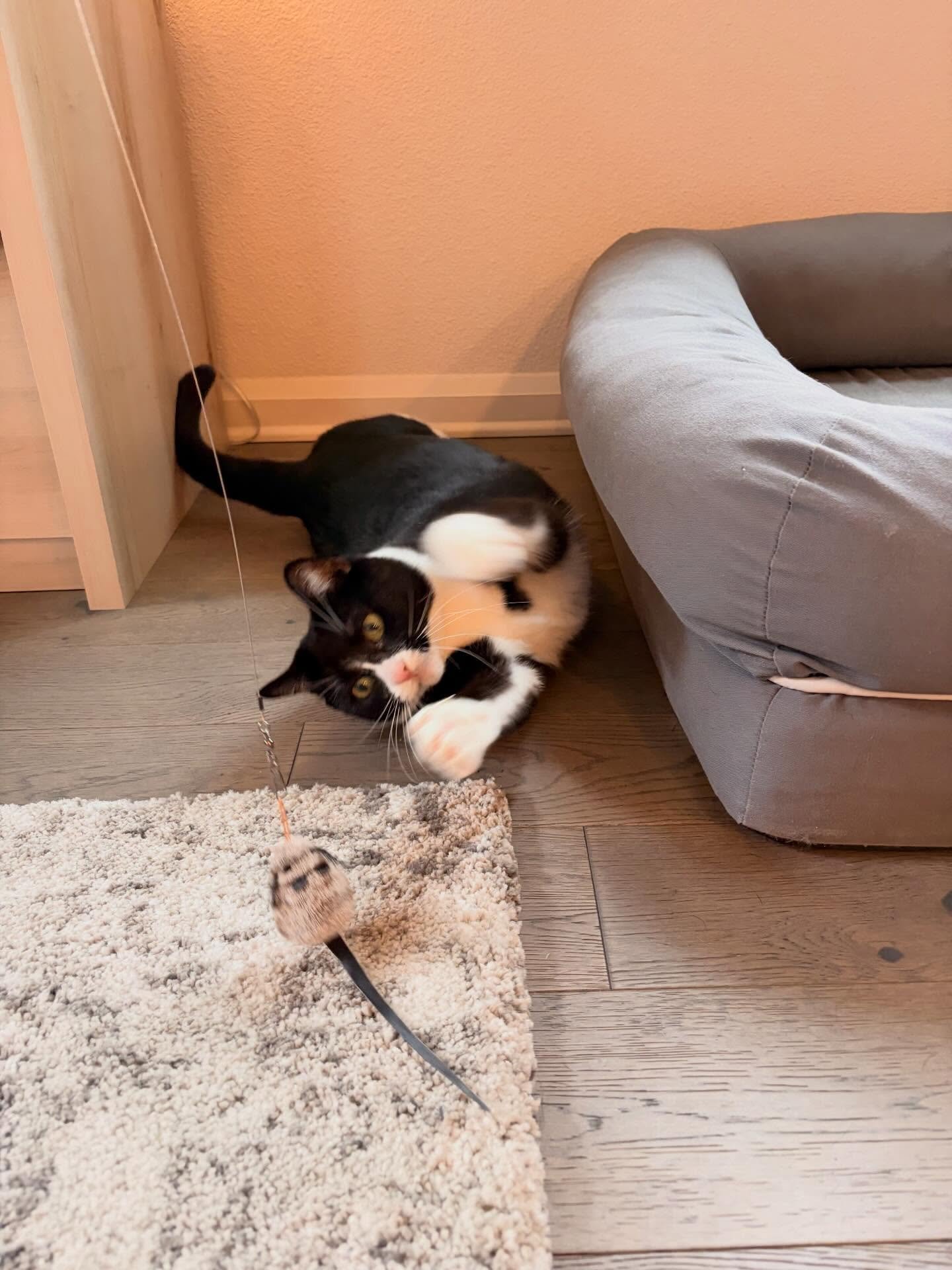 I love watching Ollie play! She uses her brothers dog bed to launch herself across the floor and never misses her target 🐁