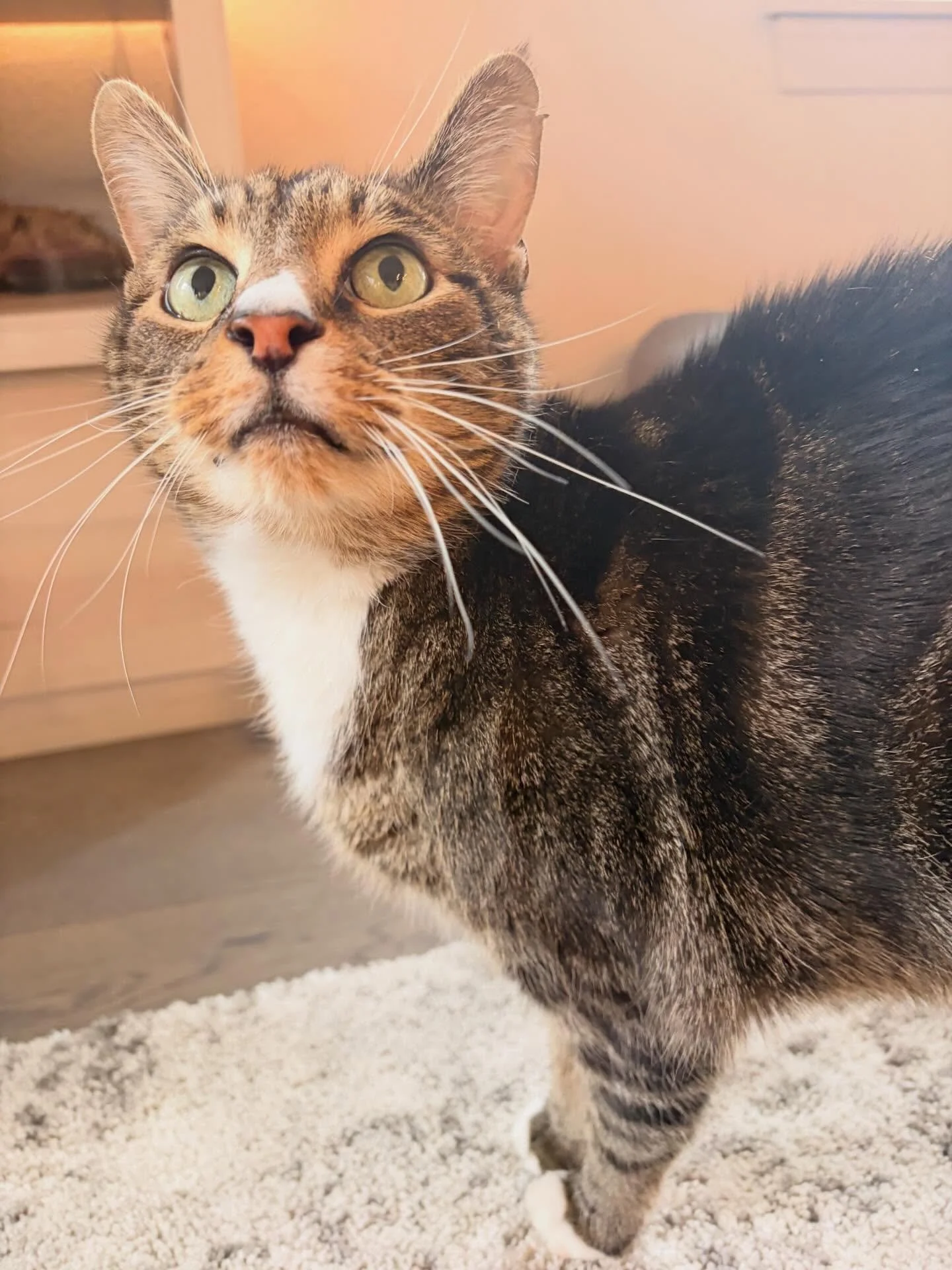 Good guy Cole! Such a sweetheart. My little friend loves to be carried around like a baby, talk about his day and then have a zoomie 🐎