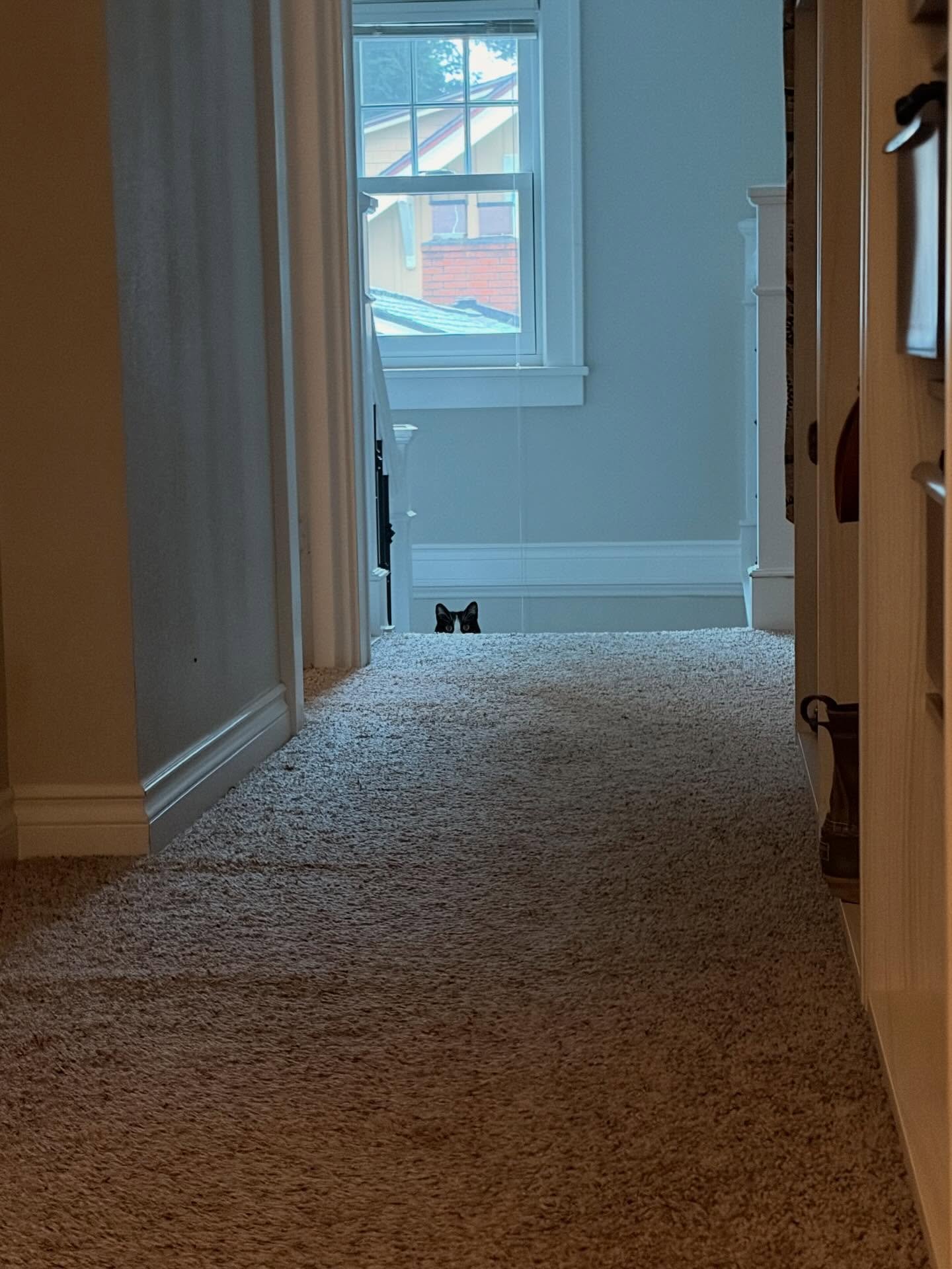 Was pretty stoked when this little cowgirl 🐄 sauntered out from her typical place under the bed! This was my 2nd set of sits with tiny Mo, but my 1st petting and playing with her!