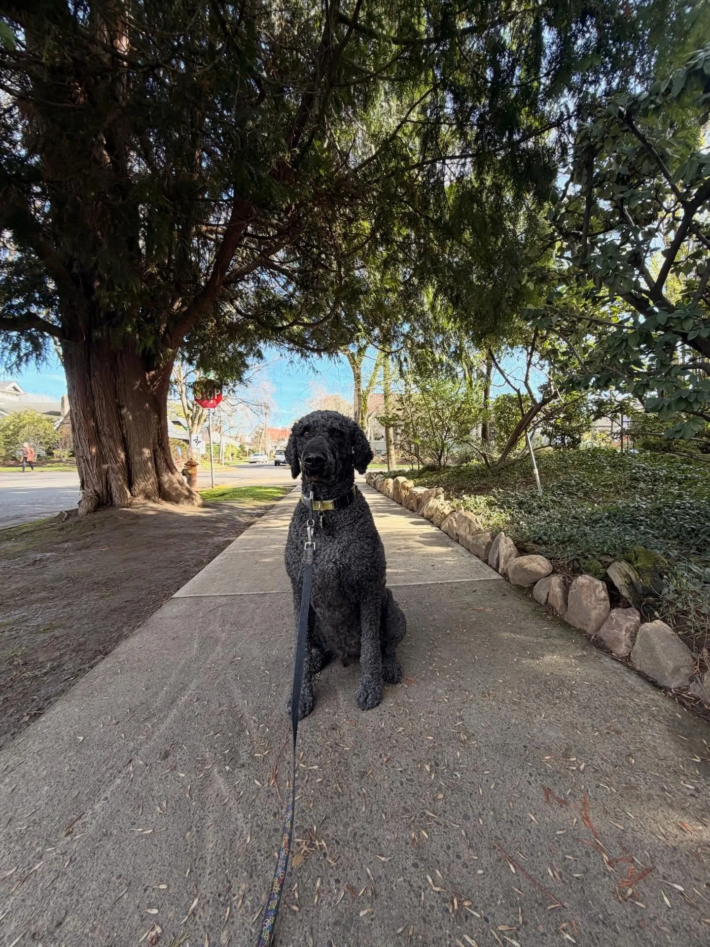 Love spending time with this weirdo! Indie never ceases to make me laugh.