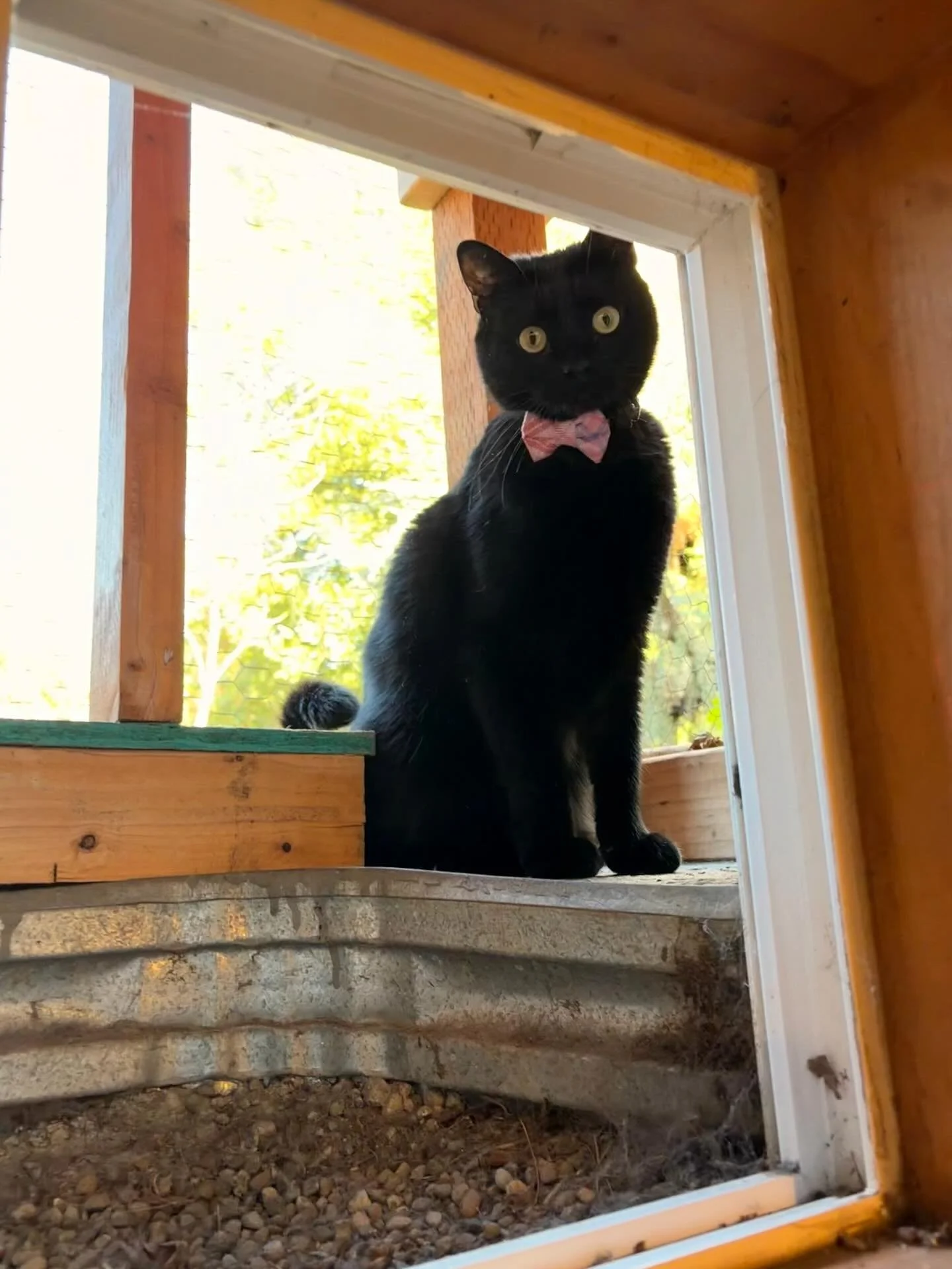 Barry looking dapper in his bow tie 🎩