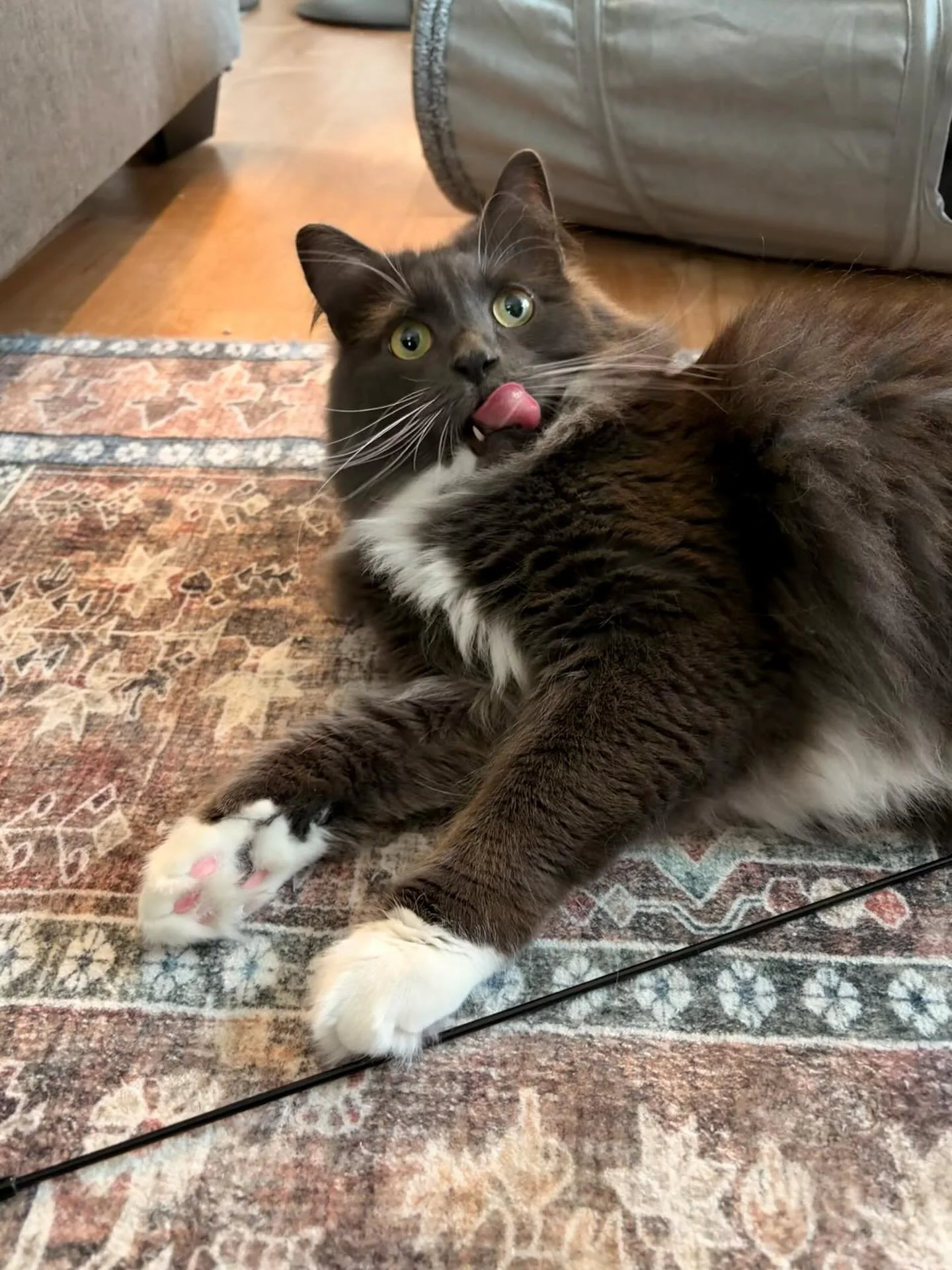 Always a fun time with Lincoln! This boy loves to play. His favorite activity is hunting, and he uses whatever he can (a fort, his tunnel, a box) to hide away and pounce when ready!