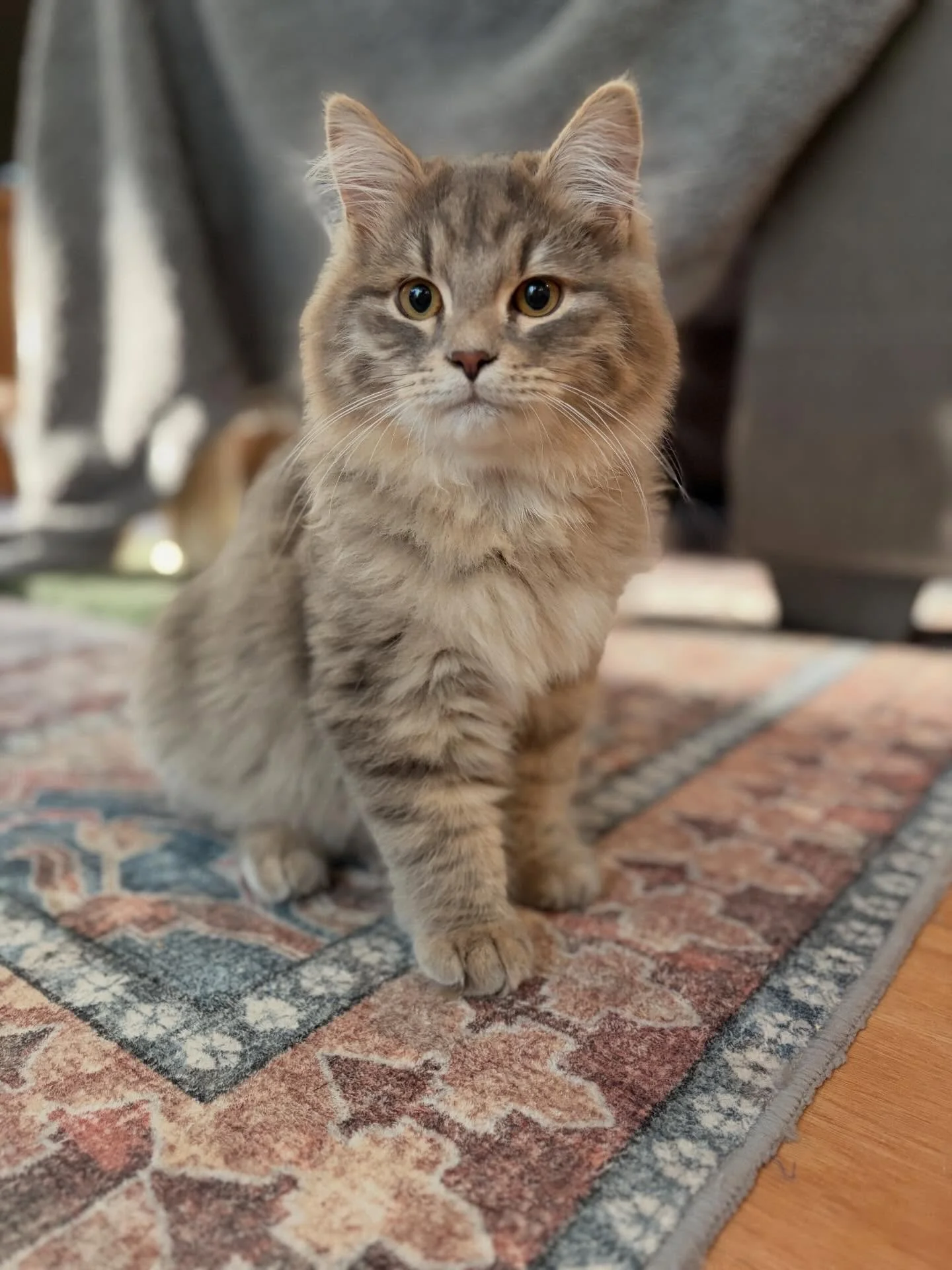 The baby! Percy fits right in with big bro Linc. A little guy who&rsquo;s just here for a good time. Swipe to see Lincoln show Percy the ropes (strings?) 🧶