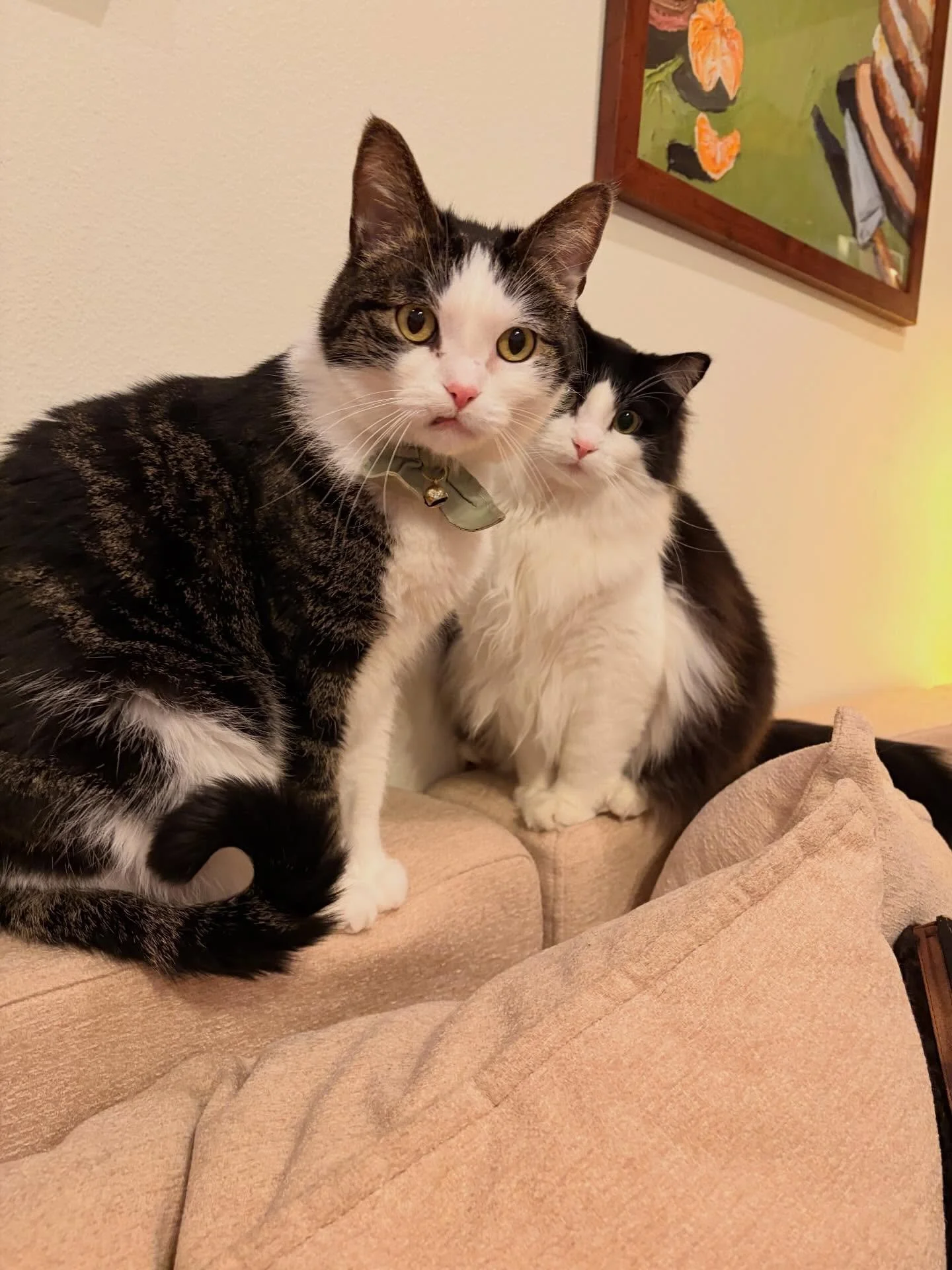 Cute sibling alert: Archie &amp; Winona 😻😻 love hanging with these playful hams!