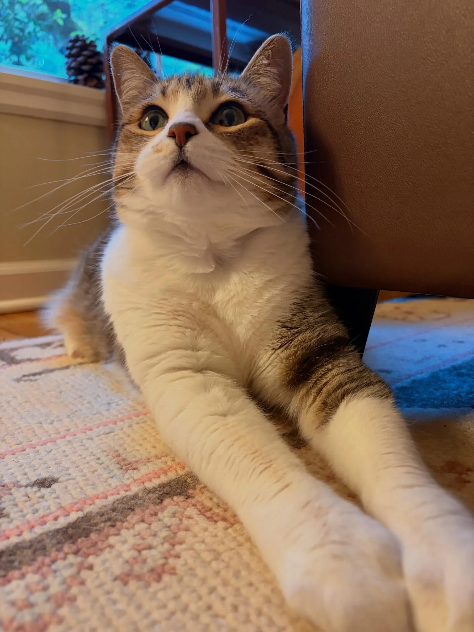 Handsome boy Ricky! He runs a tight ship: eat, play, belly rubs on repeat.