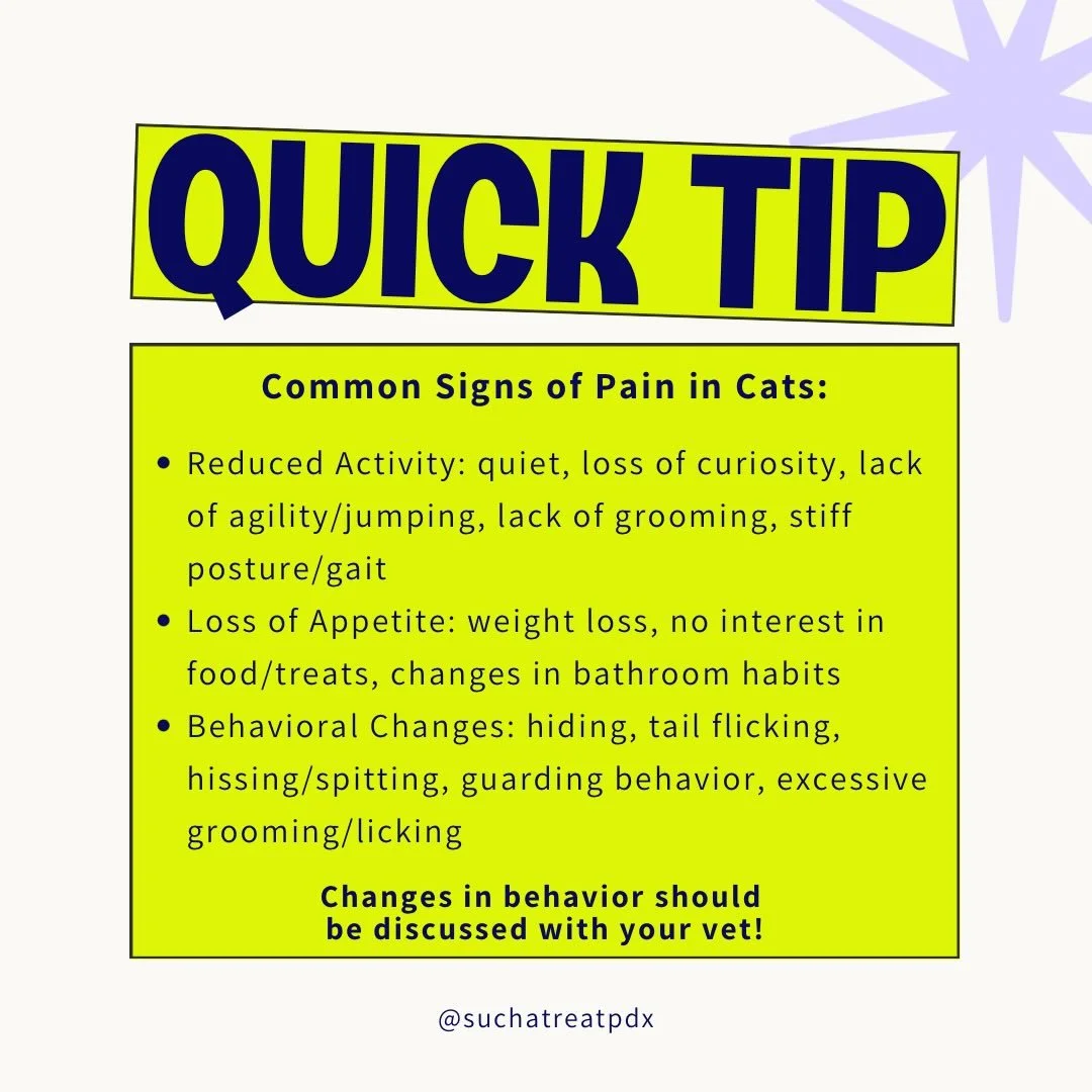Behavioral changes in your cat could mean a medical issue or emergency. Here are the most common signs of pain that your cat may exhibit.