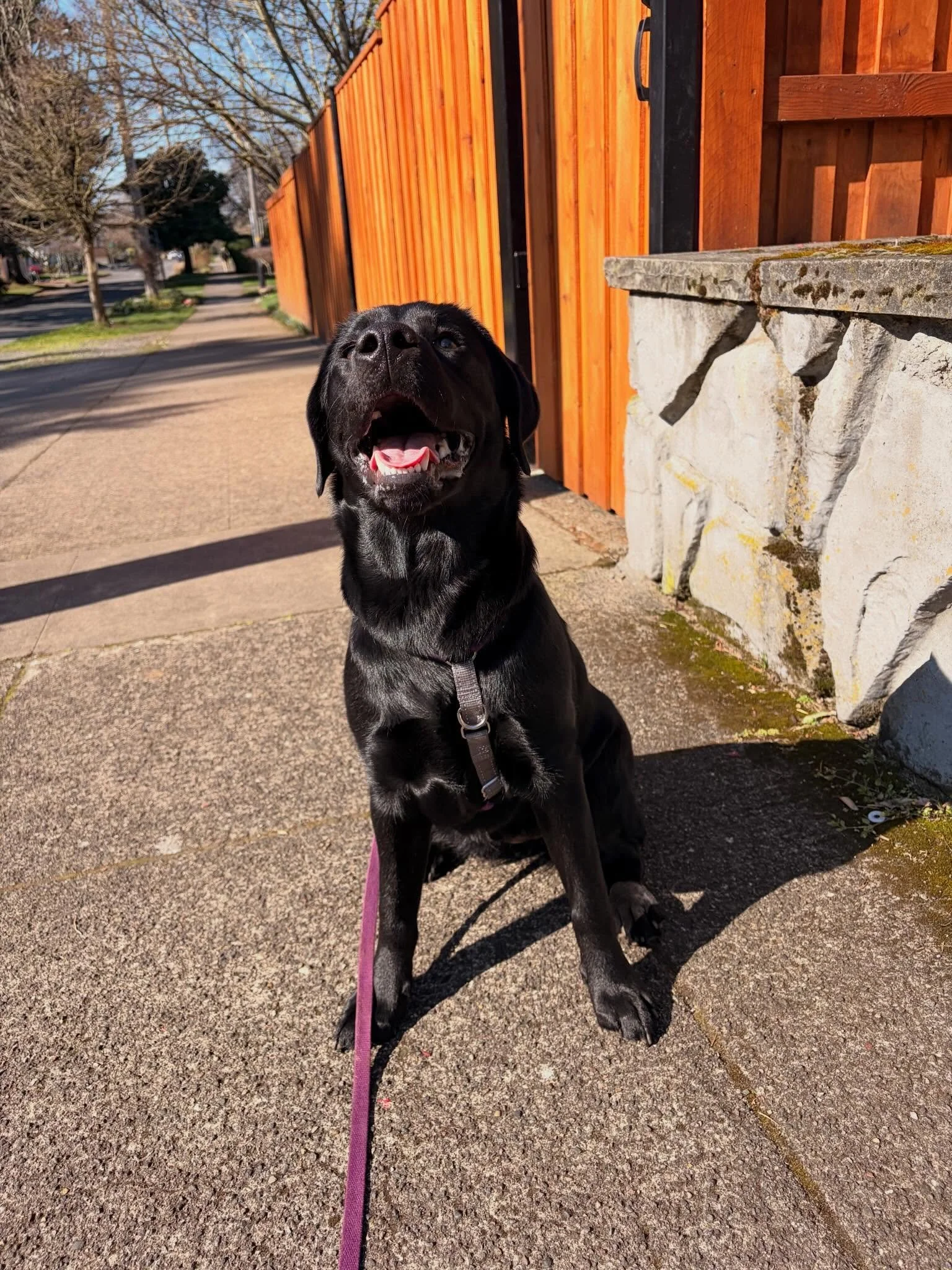 I&rsquo;ve been walking my rambunctious little pup niece Harriet 2 x per week. She&rsquo;s got a lot of learn but has already come so far! She&rsquo;s still gets very excited when she sees neighbors gardening, and there was that one incident with the
