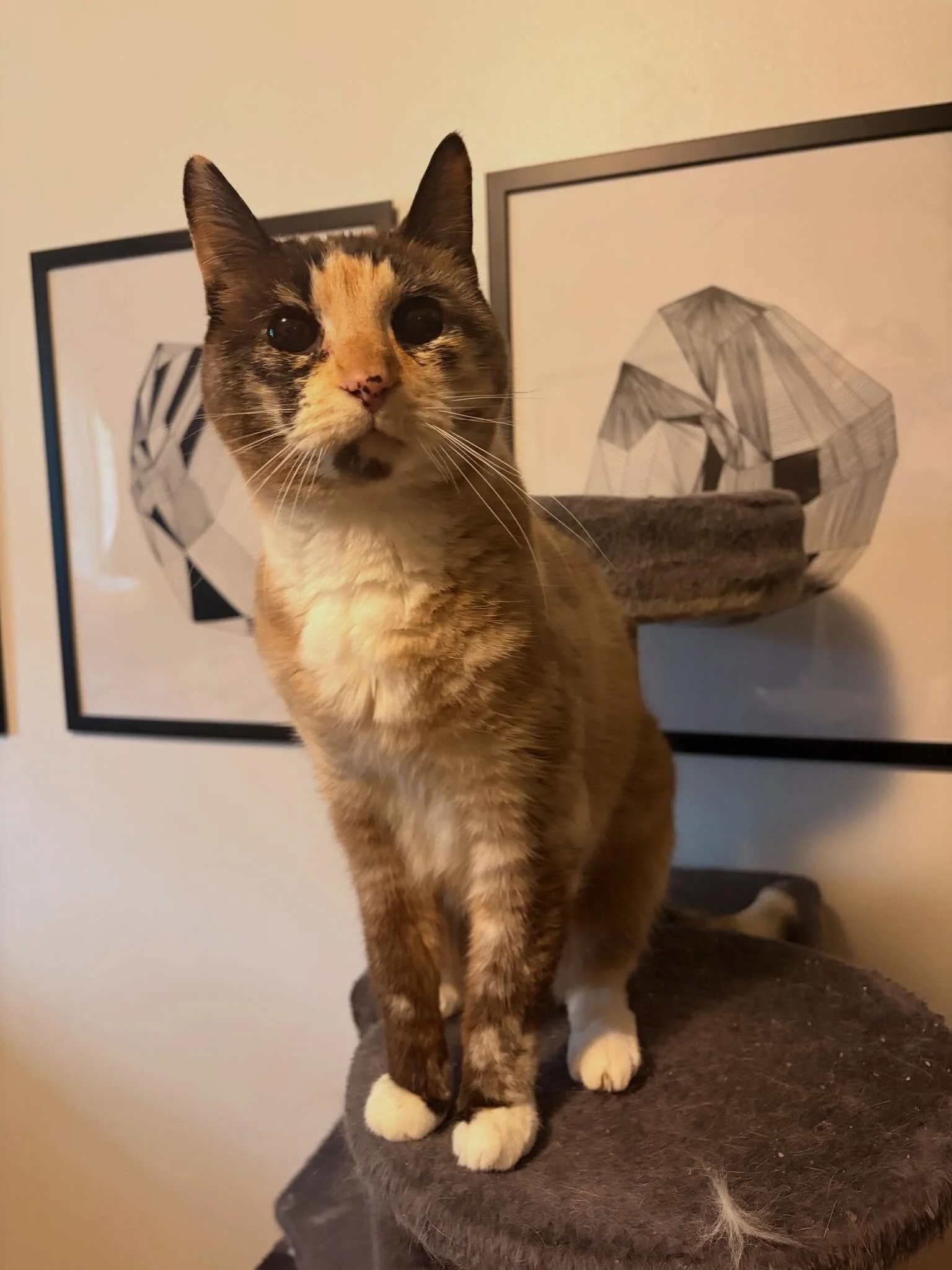 Senior Stevie can be a bit on the shyer side, but we&rsquo;ve made such progress! She now enjoys chin and ear scratches, and will take treats from my hand 🧡