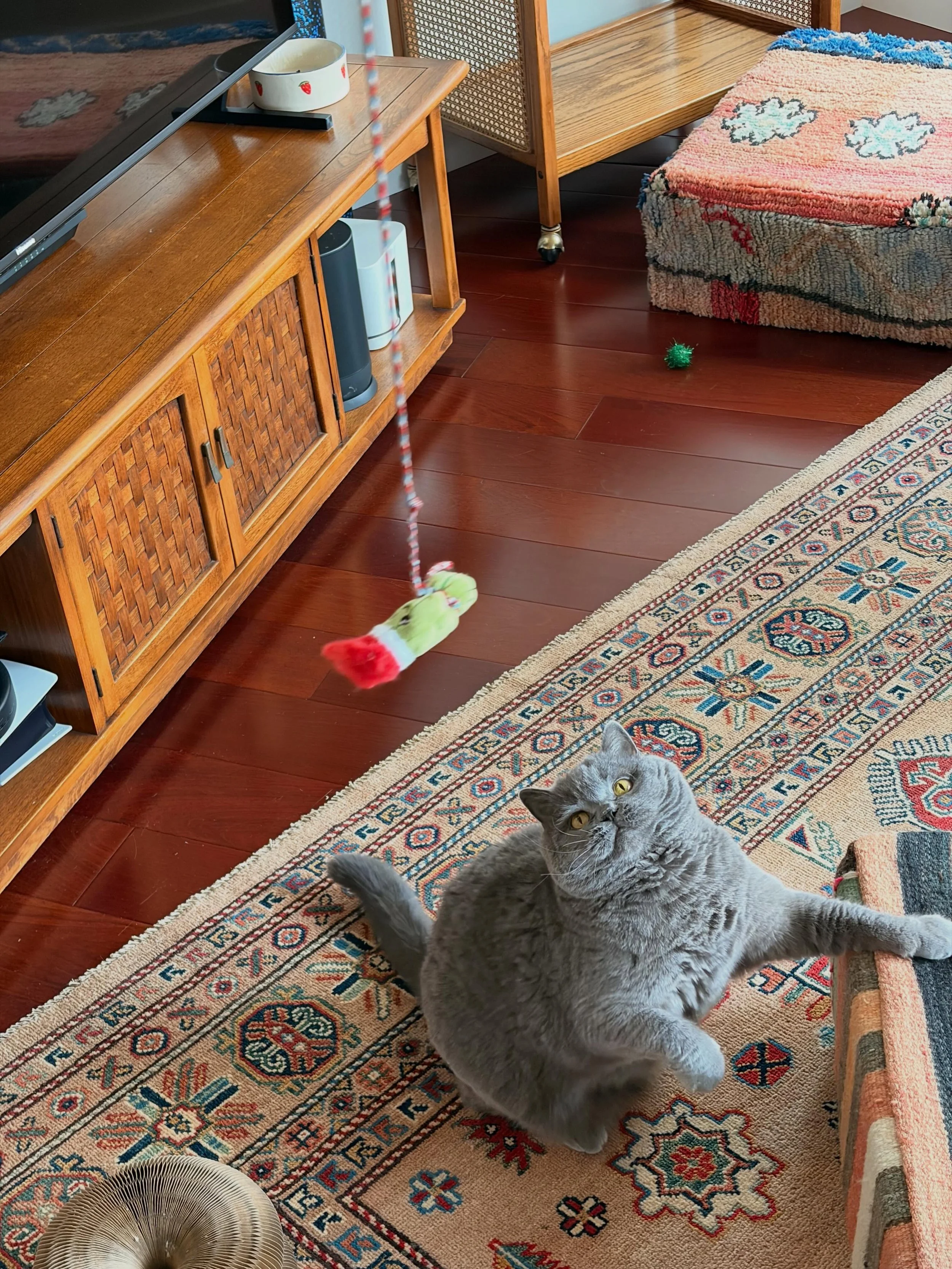 Pickles loves to play!