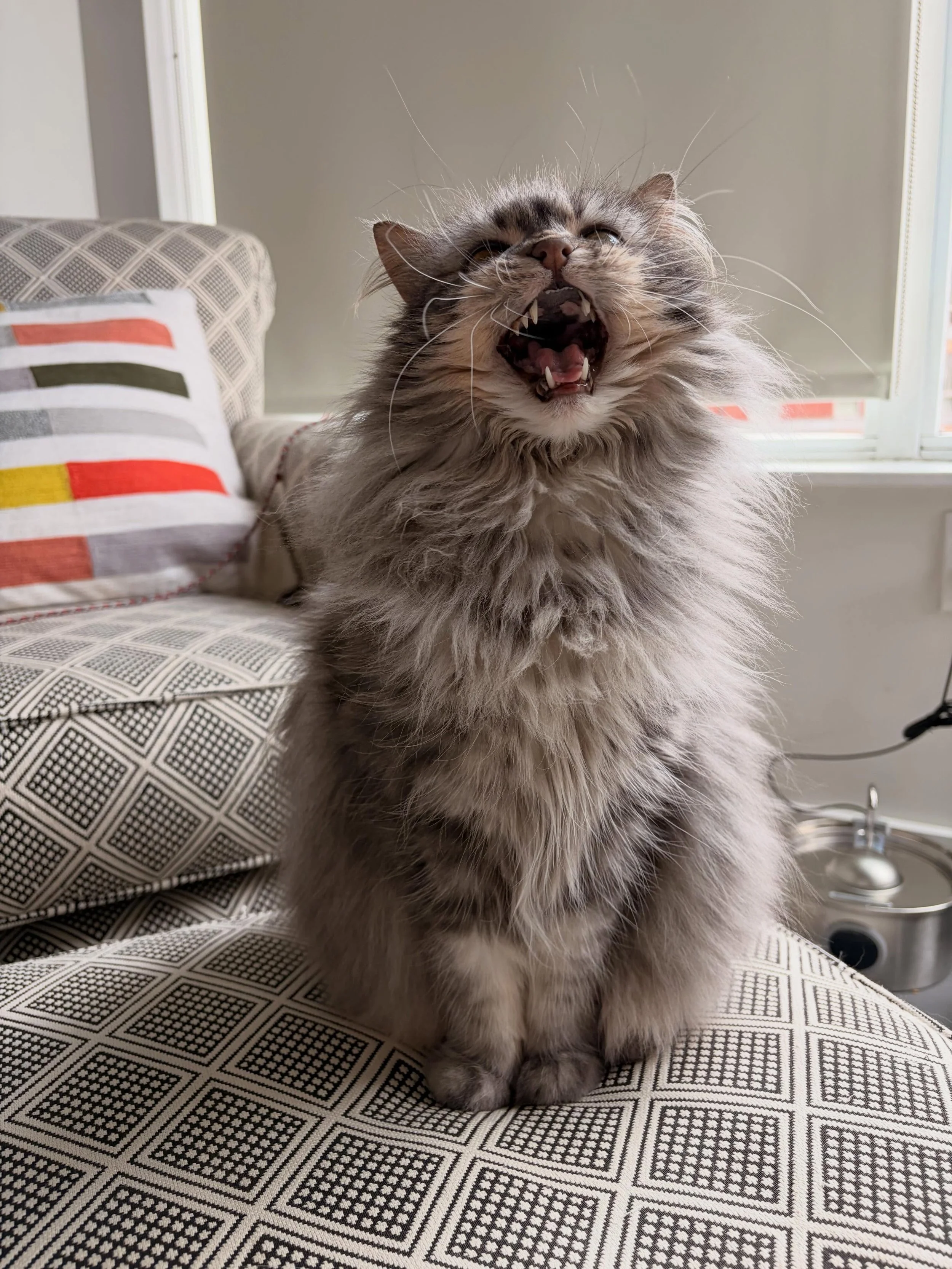 Duchess: growly, small &amp; mighty 👹