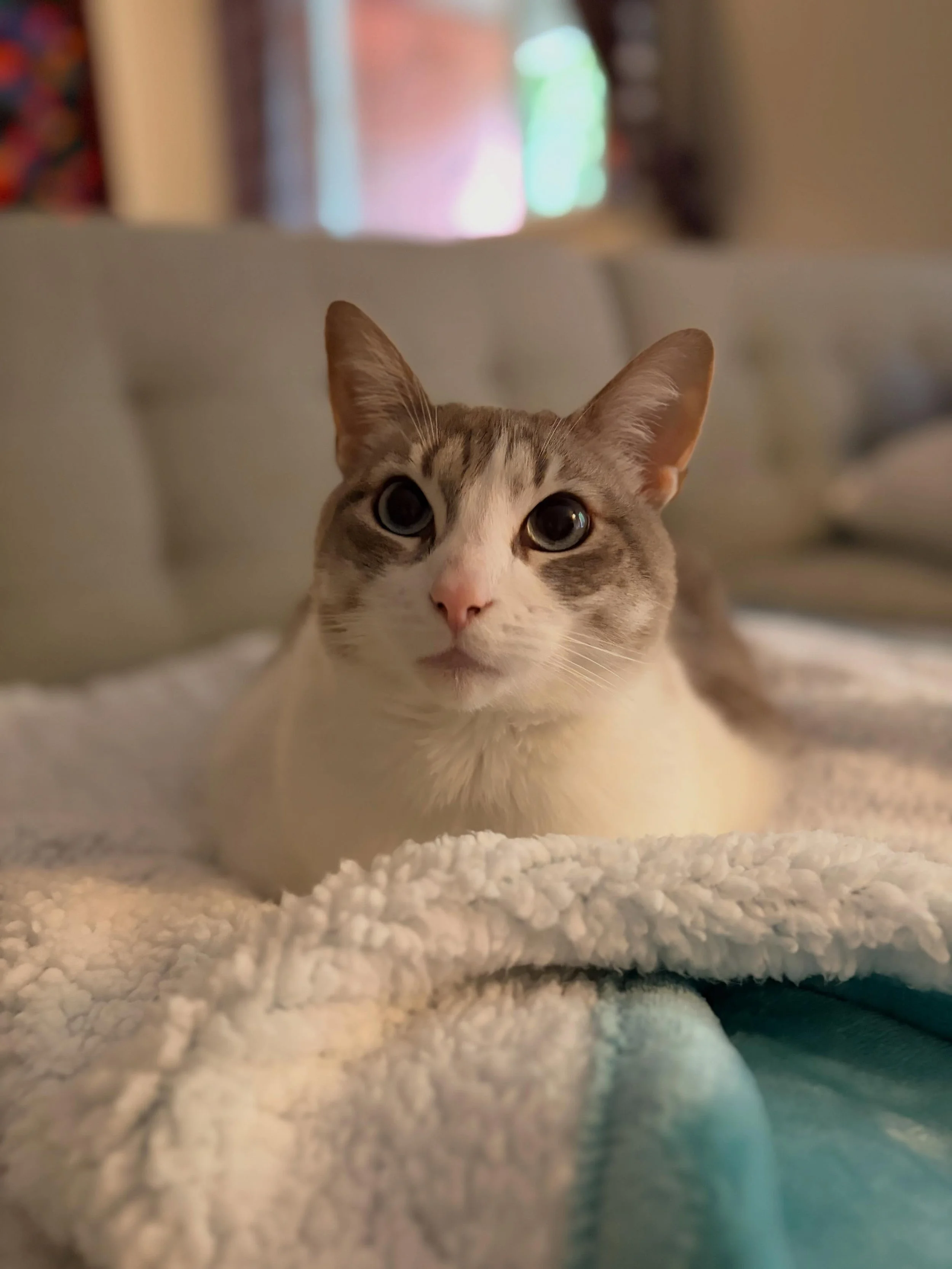 Ziggy&rsquo;s mom told me that when she uses her scratching post, she is saying &ldquo;I love you&rdquo; 😻 

Always nice to see Zigs when her usual sitter  @catsittingbyjane isn&rsquo;t available!