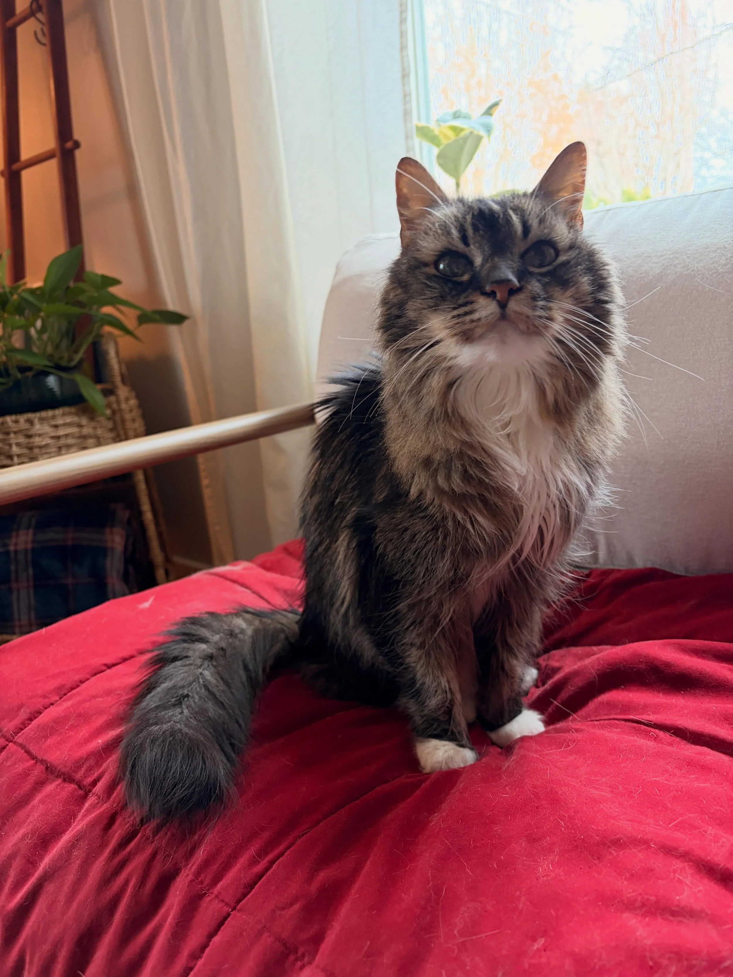 Sweet Hailey has crossed the rainbow bridge 🌈🕊️ She was the best little puffball; greeting me at the door by rolling around, loved getting brushed and always found a cozy spot near the window. Exploring her backyard always put a pep in her step, an