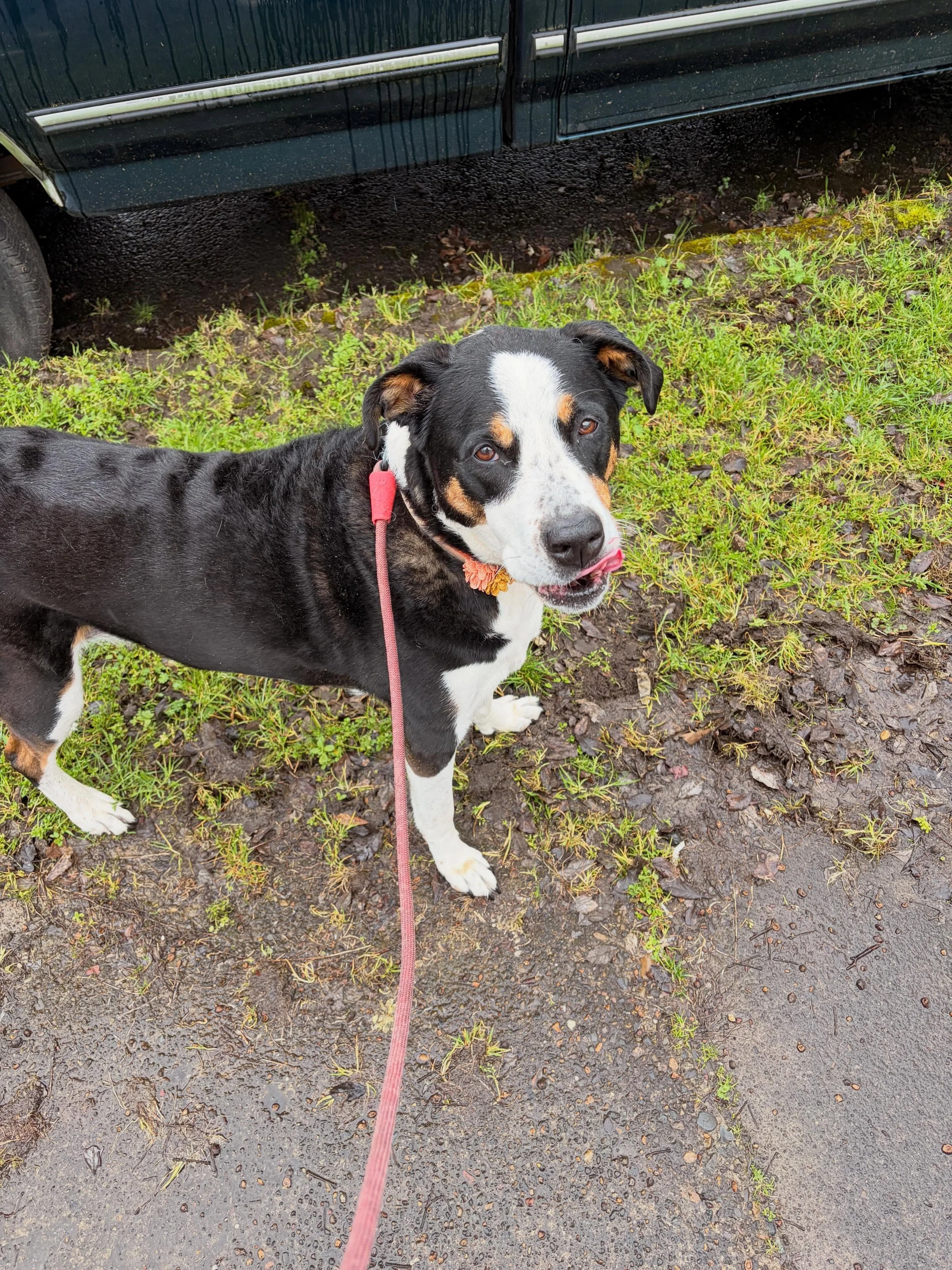 Zelda&rsquo;s only goal on our walks is to find the best smells 🥹