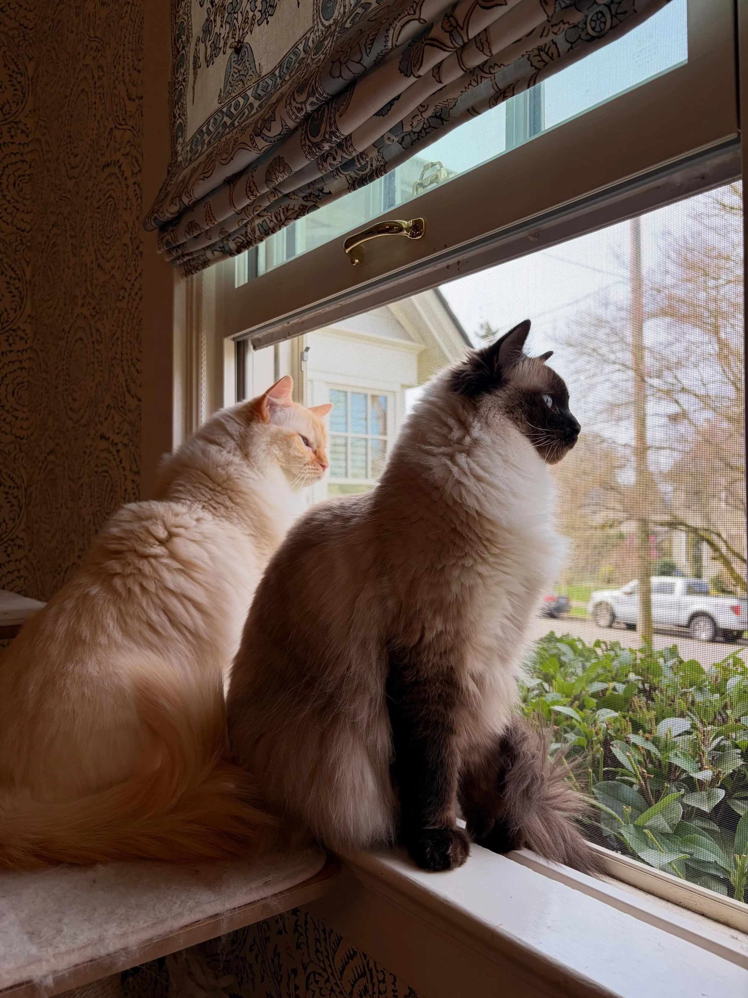Beautiful ragdoll brothers: Omelette 🧡🤍 and Winthrop 🤎🖤 Hobbies include: bird watching, Da Bird wand toy, basically just birds 🐦&zwj;⬛