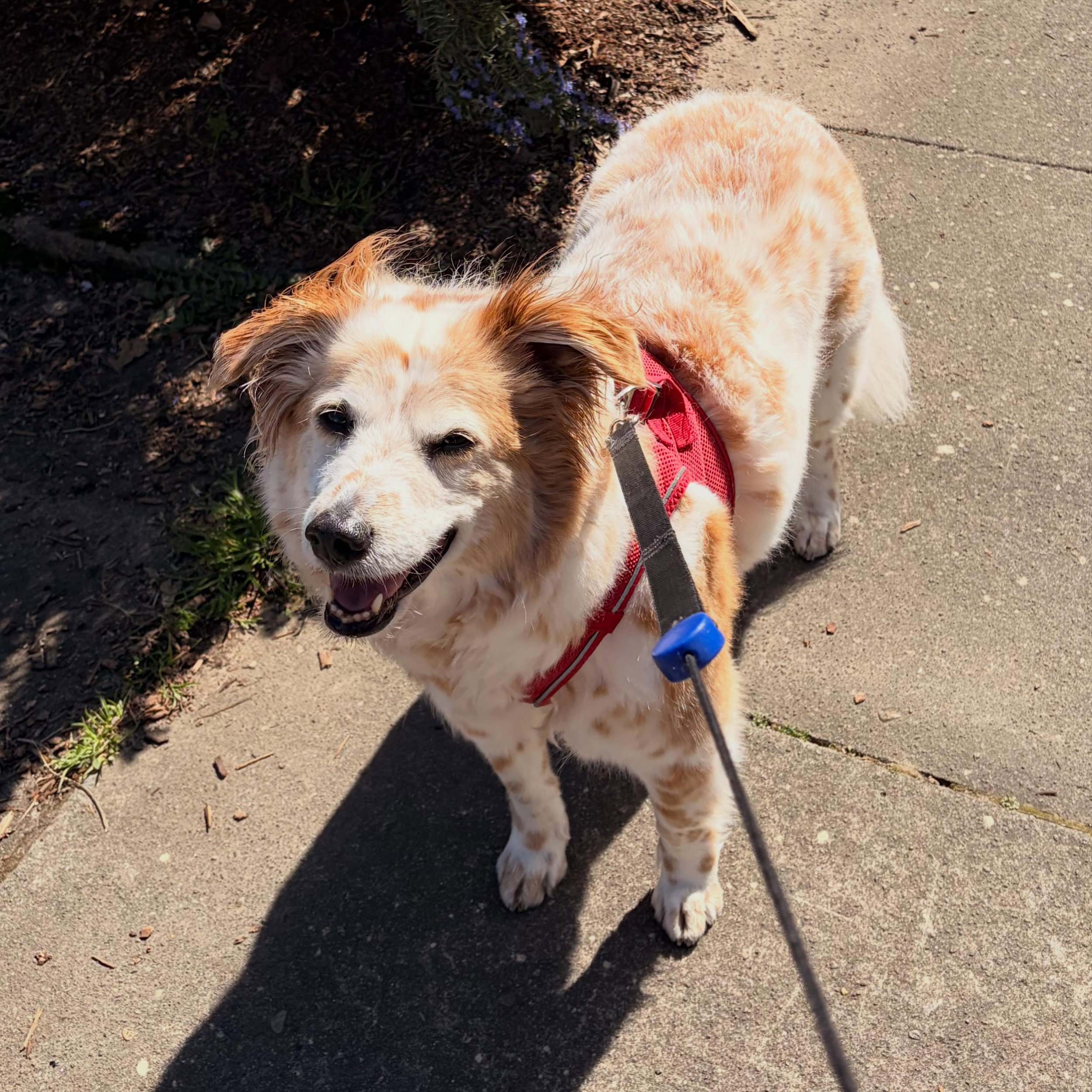 A woman stopped traffic to take a photo of Tesla the other day - she is *THAT* girl 💅🏽