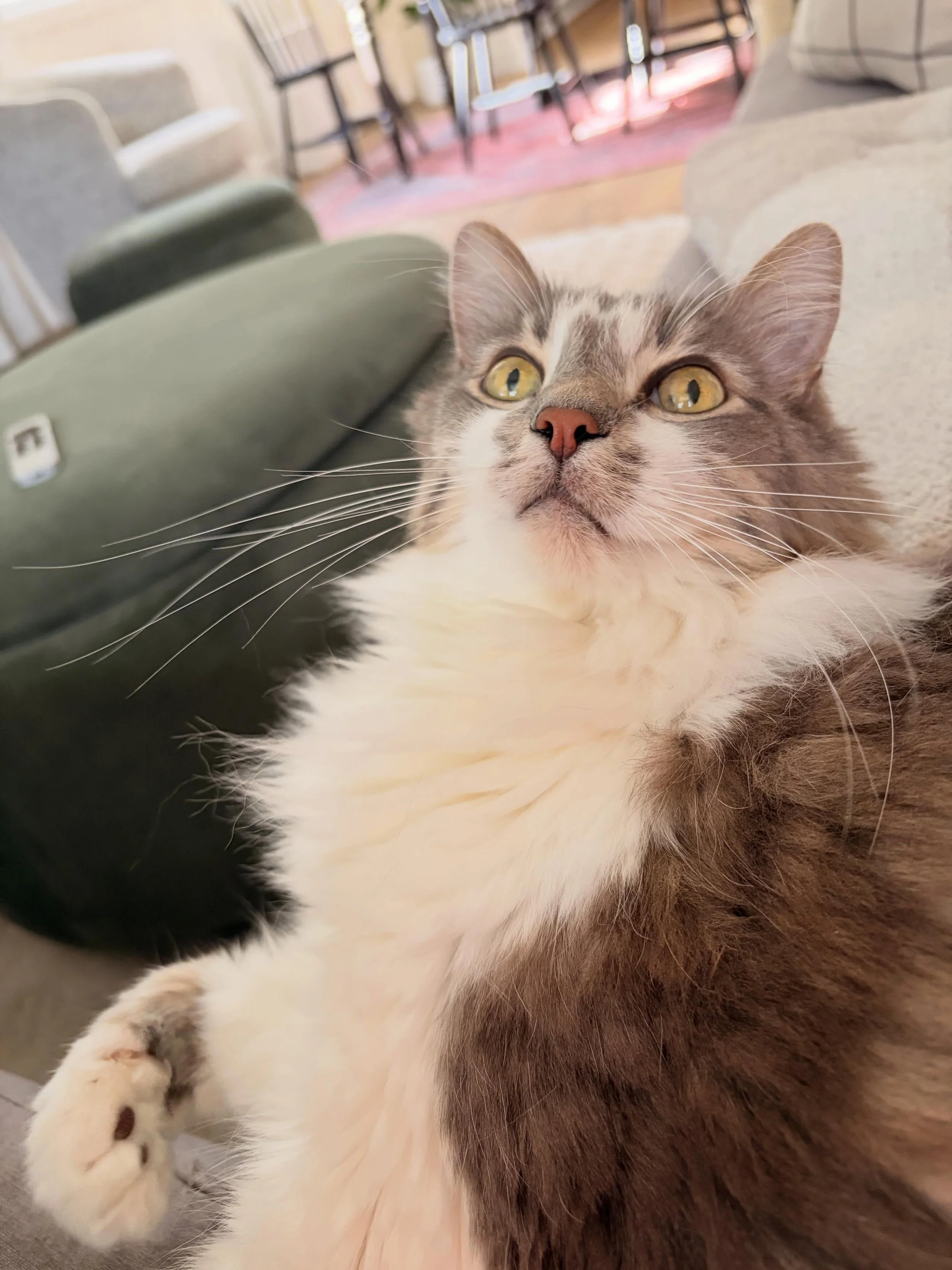 Cat nephew Leo - I swear he gets annoyed with how much he loves me 🤭
