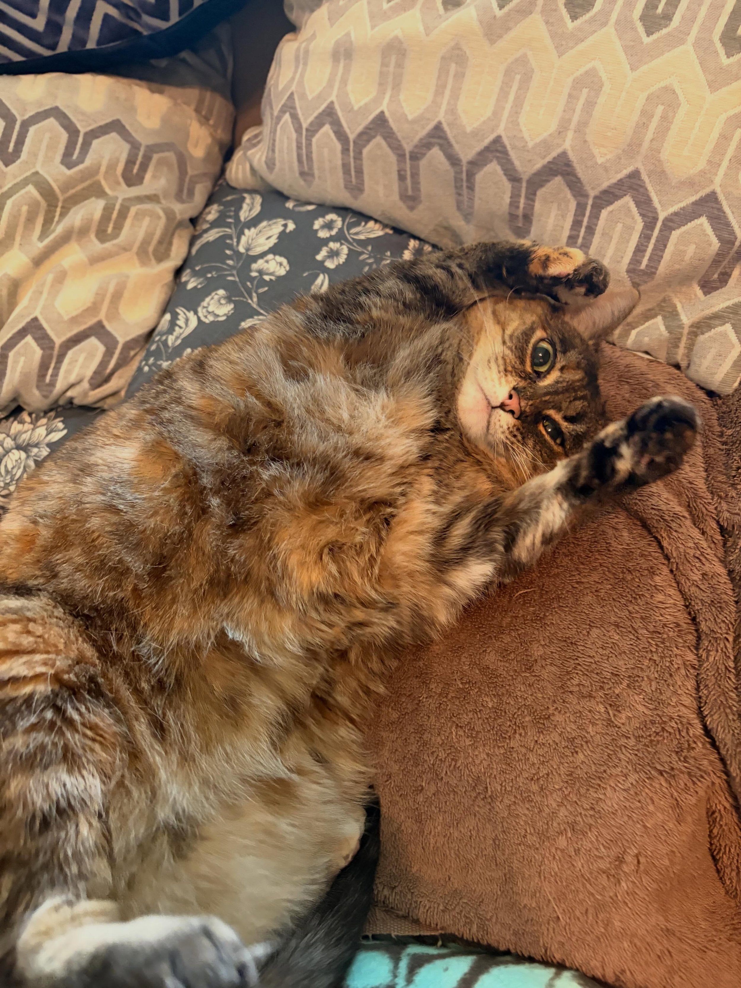 Purrincess Diana 👑 spending time with this playful gal is always a highlight of my day!