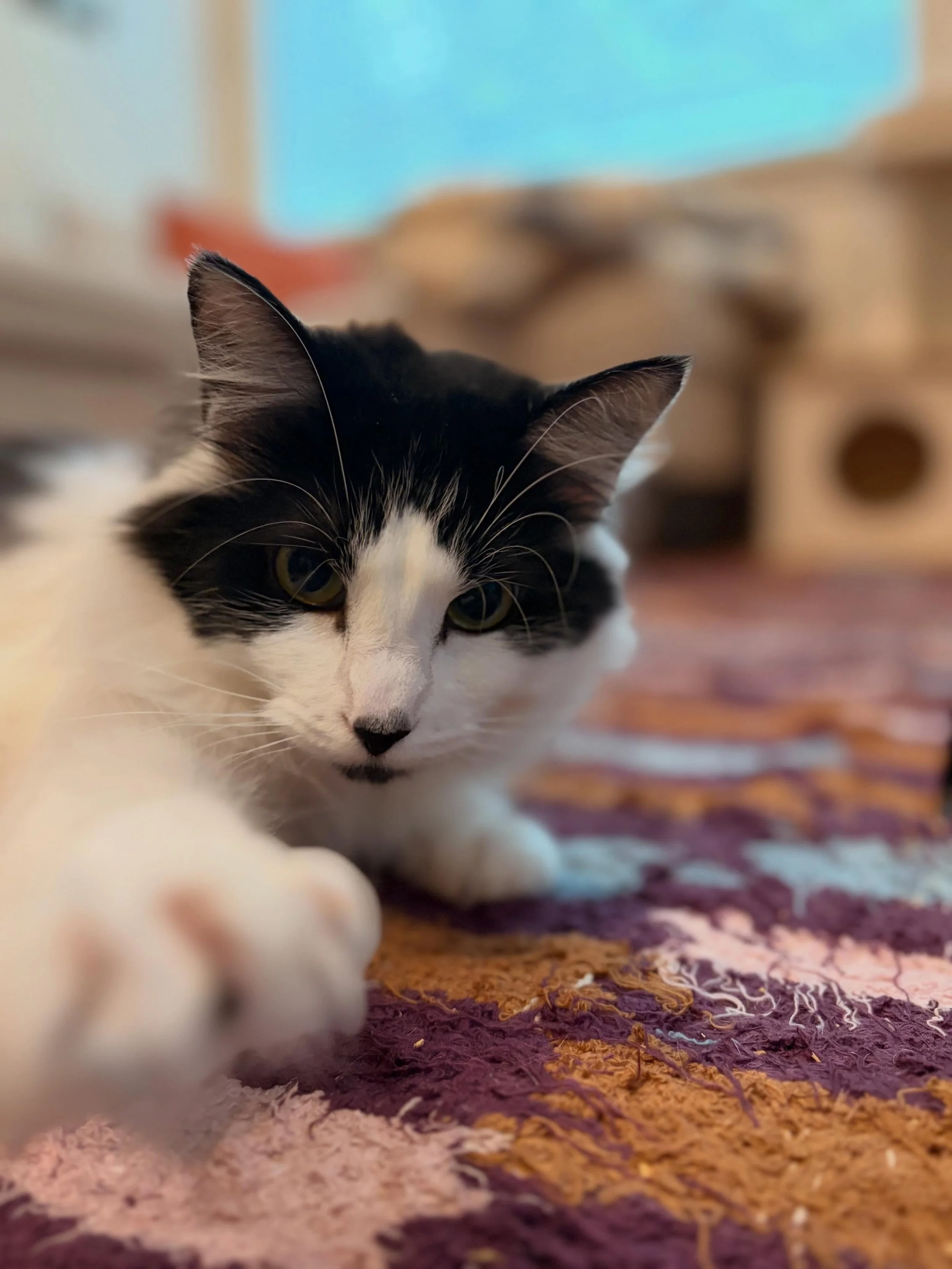 Violet started off as a very shy, skittish girl. But look at her bloom into a brave, fun-loving kit! 🪻