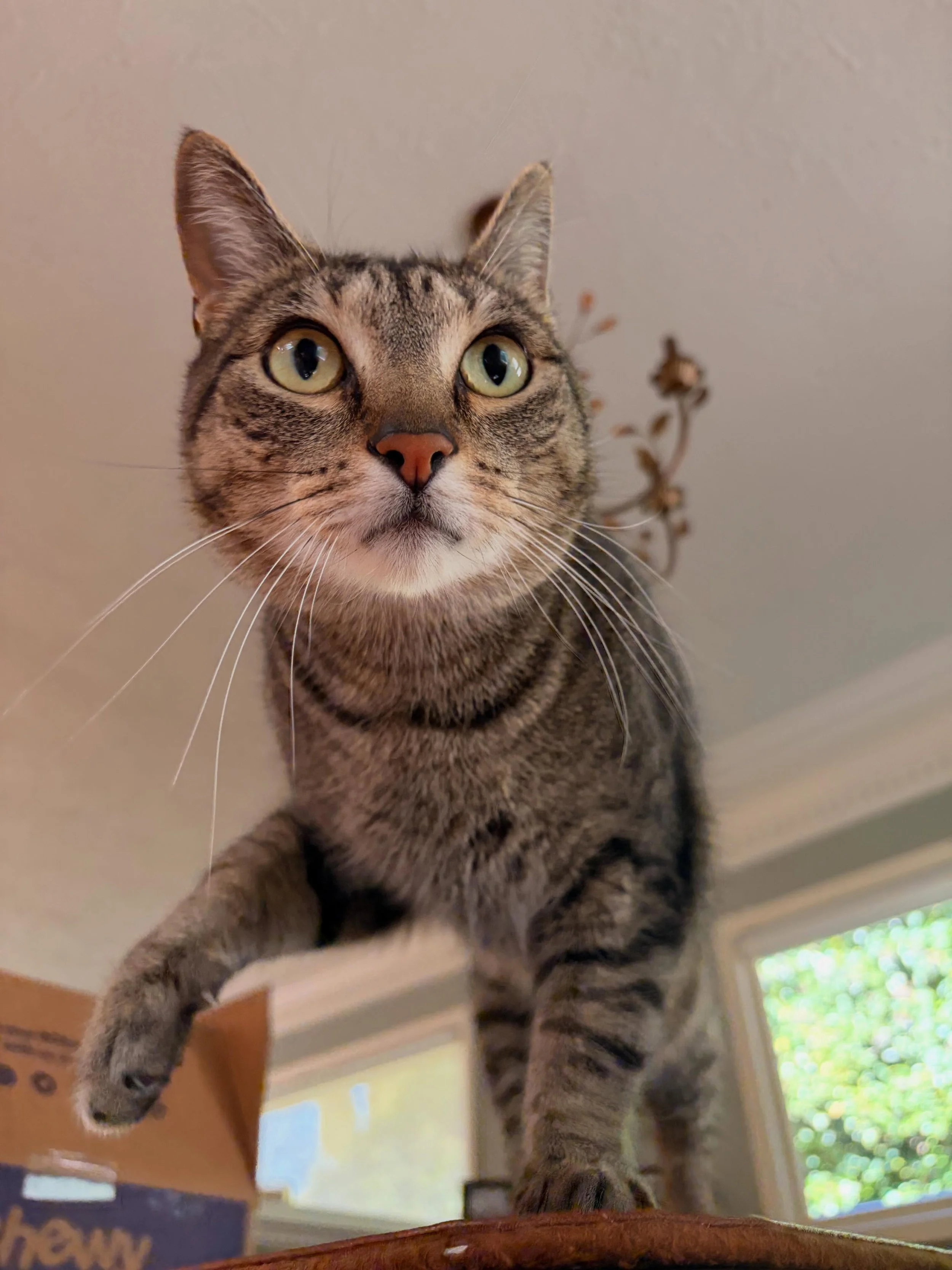 Quincy is quite the character: incredibly talkative, lively and oh so charming!