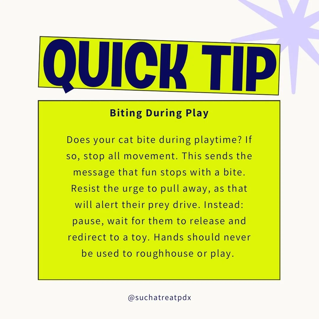 Hands are not toys! Help your kit be the best version of themselves by not teaching them bad habits.