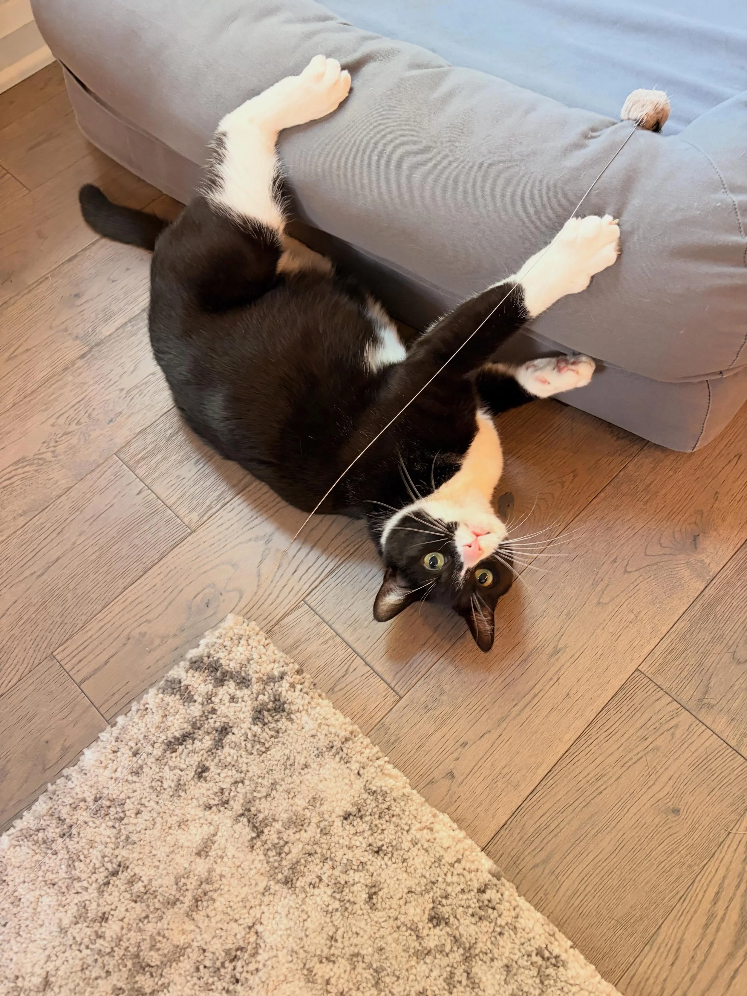 Boss Lady, Ollie! She is so expressive - I had a hard time narrowing down which photos to share! 😹😻🙀😽😸
