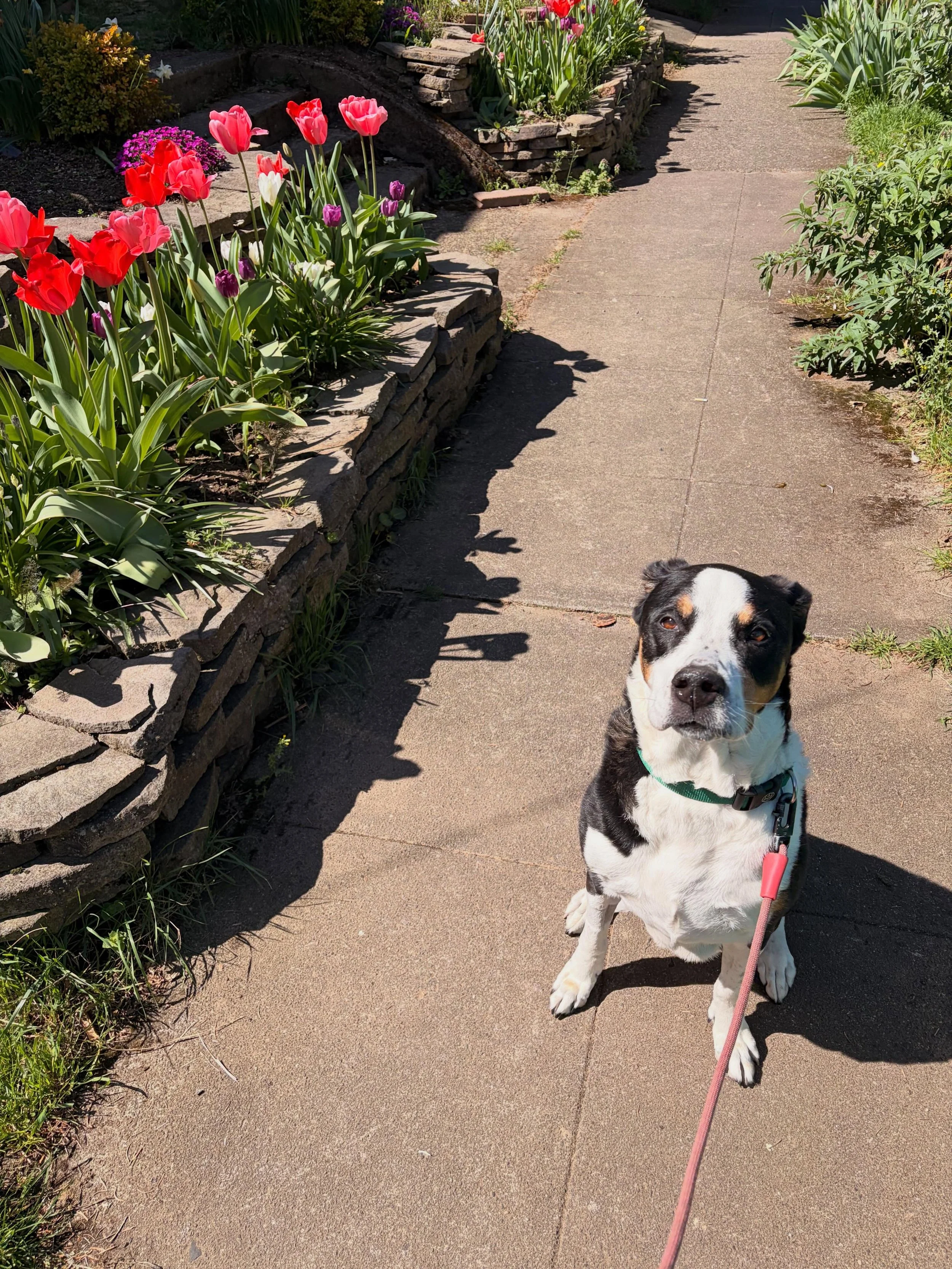 Appreciation post for the girls who have been with me since the beginning: Zelda &amp; Mama 🩷🩷 My two constants each week. These sunshine girls bring me so much love and joy on every walk!
