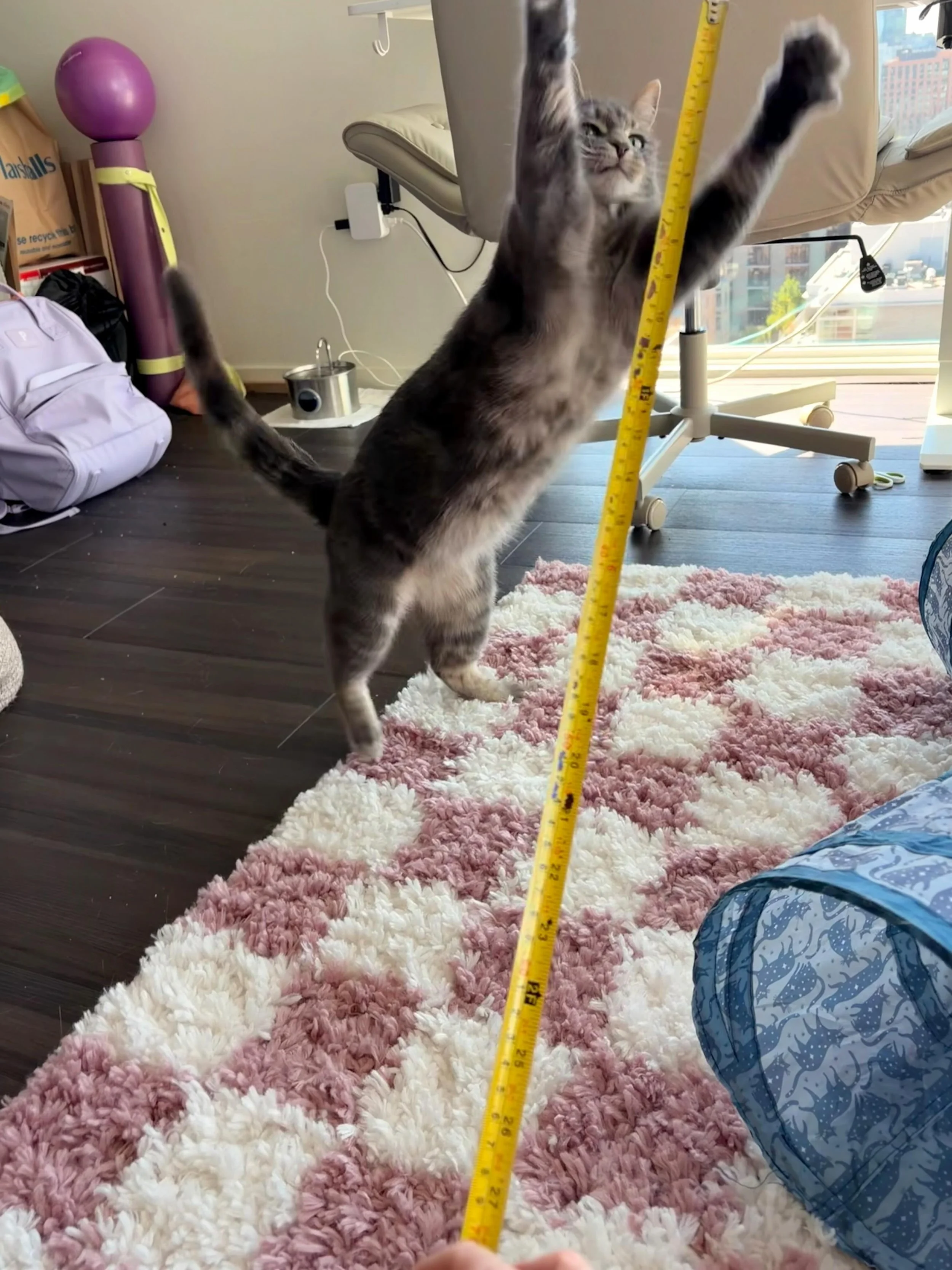 Yes, Mavros&rsquo; favorite toy is his tape measure 📏