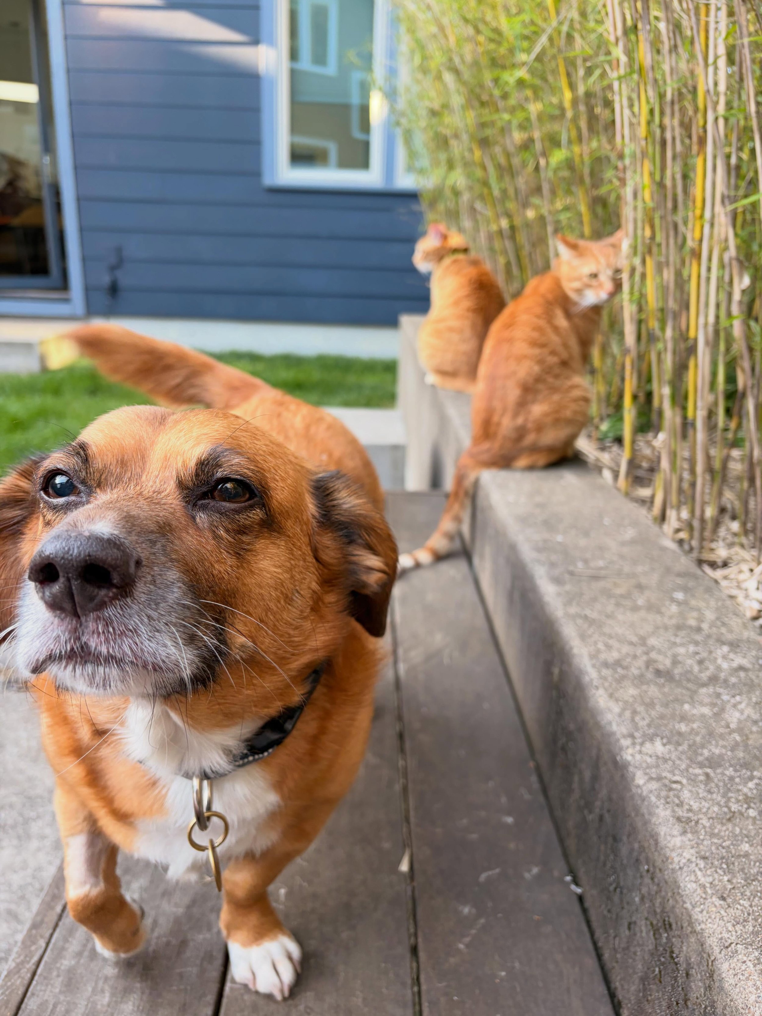 Winston 🐶 Tiger Lily 😻 and Rajah 😸 this crew loves backyard time, couch cuddles and making lots of noise 📣 a very special bunch!