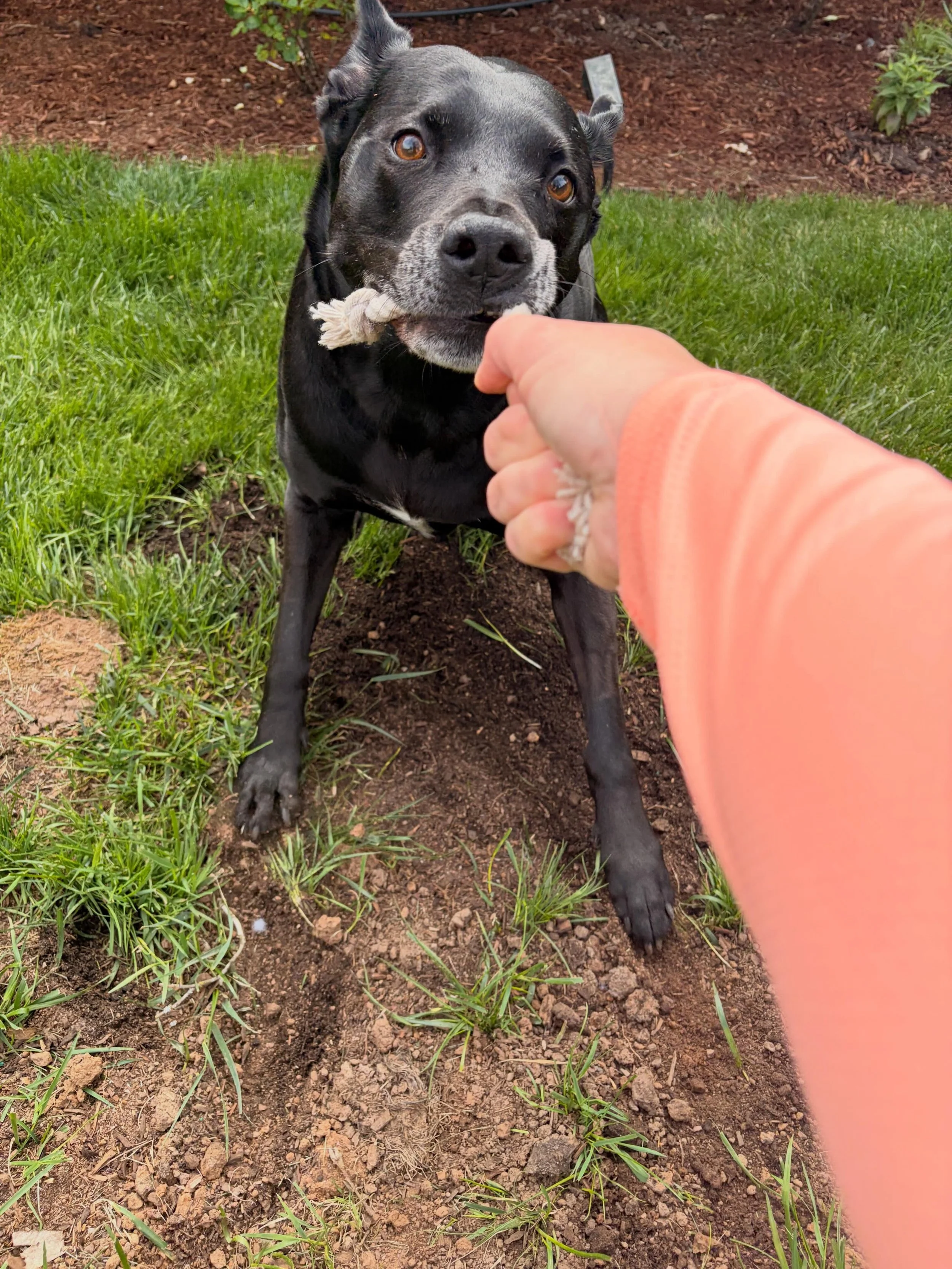 Smiley girl Bowie enjoying a game of tug-o-war and lounging in her backyard 🐶🩷