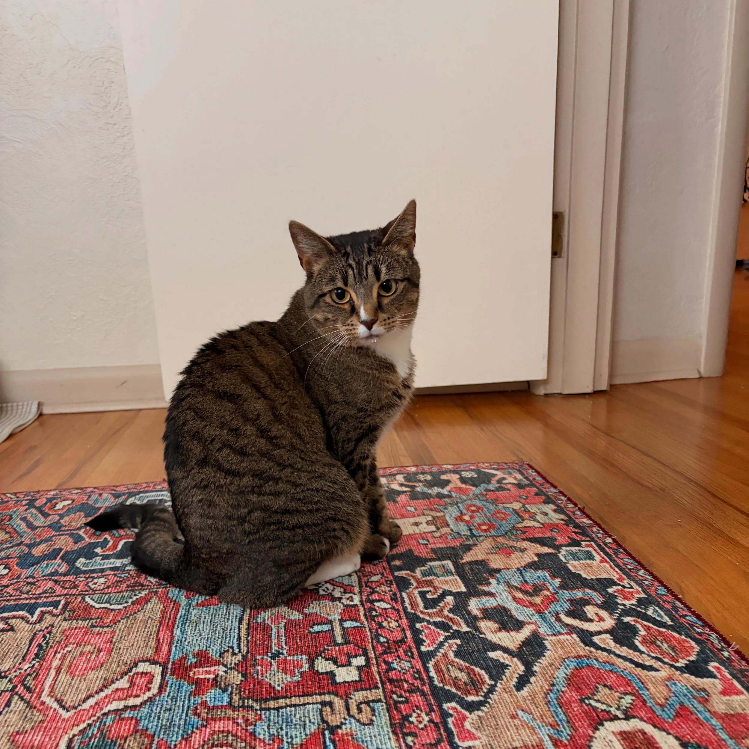 This is Amy: talkative and affectionate! I got to meet this little lady while her regular sitter @catsittingbyjane was out of town