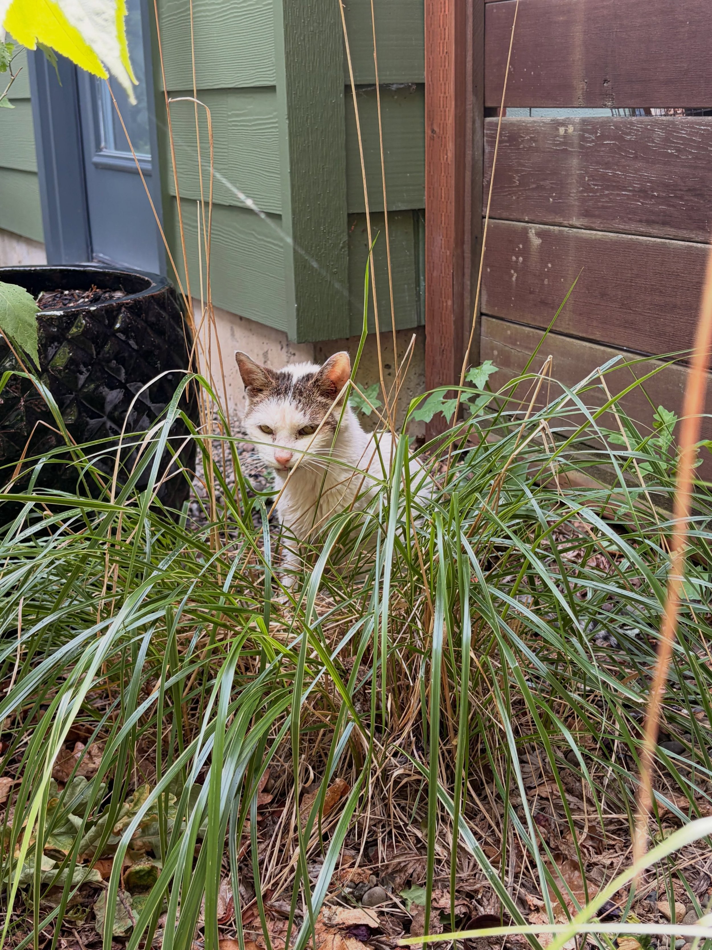 Beautiful senior Charlie (and don&rsquo;t you dare say he&rsquo;s anything but a beauty!) The hose leaked some water one time while he was on his outside adventures, so he of course had to check it each day💧