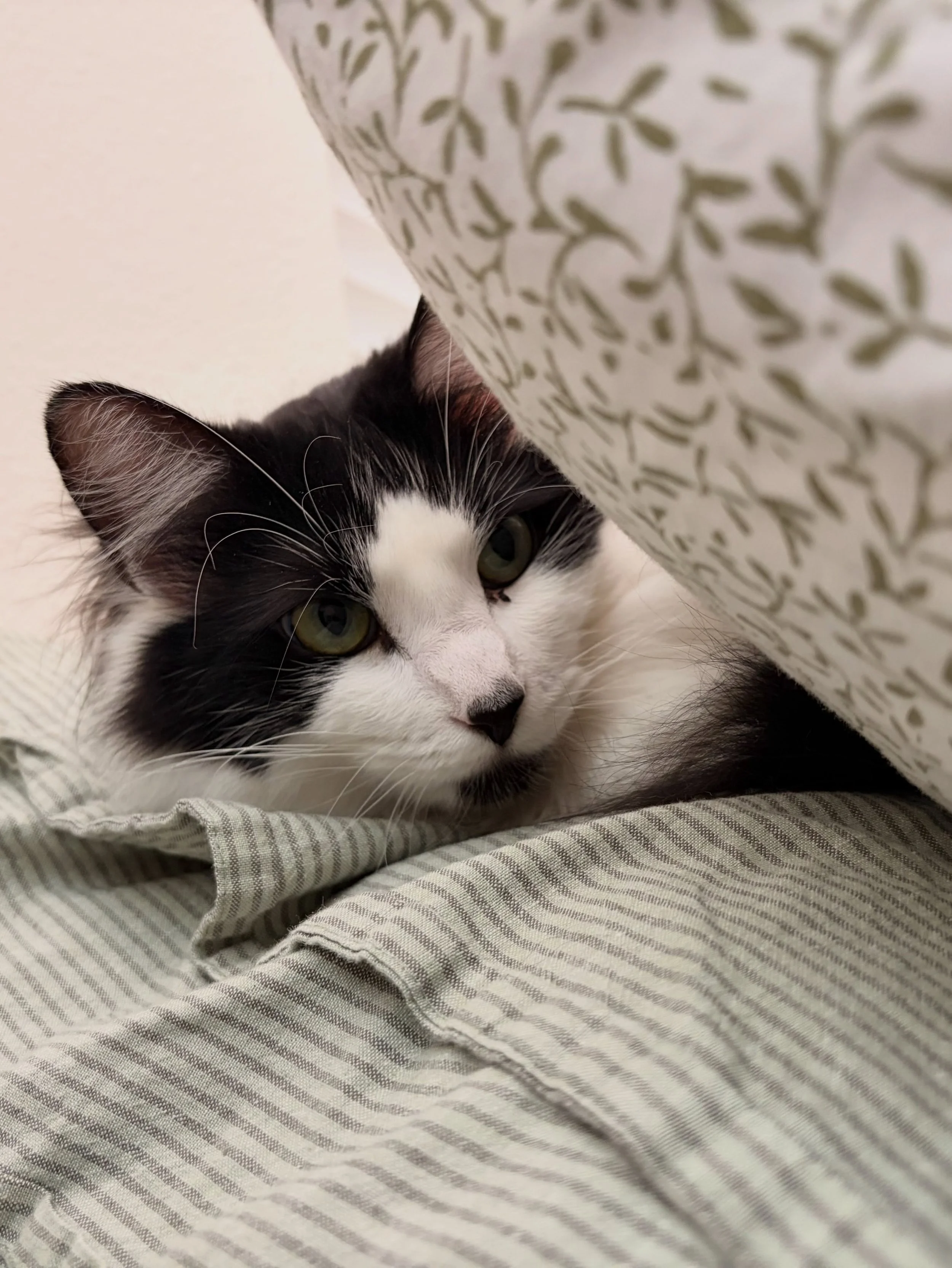 Violet tucked herself so sweetly into her pillow pile ☁️