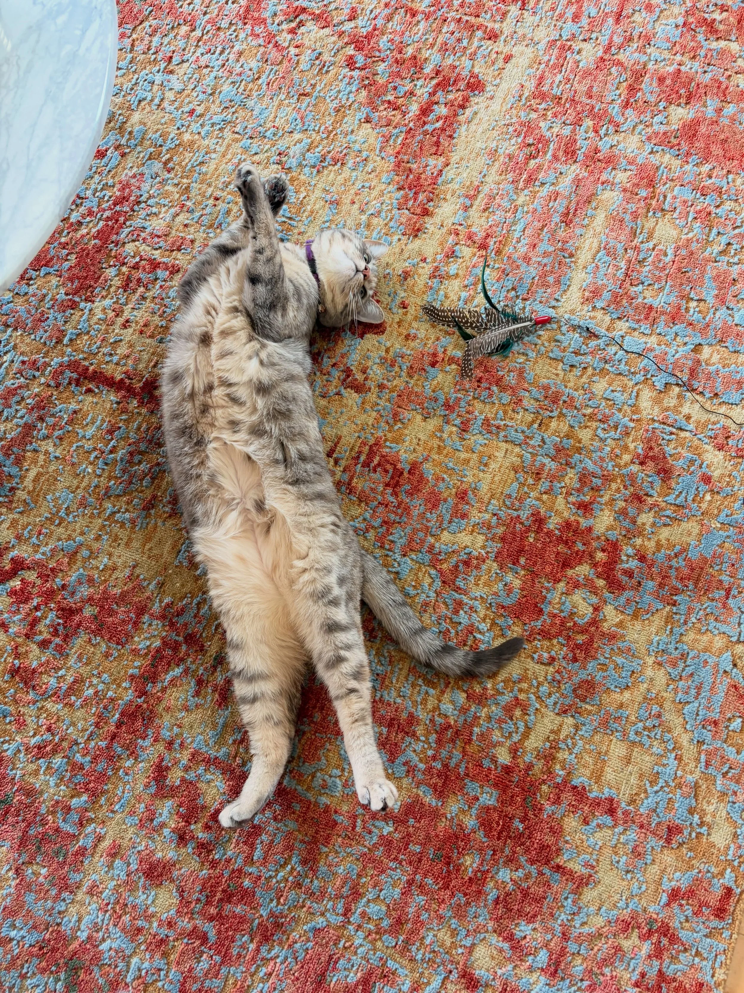 Miss Louise. I thought I was looking after a cat, but I may have been hired to care for a string bean 🫛