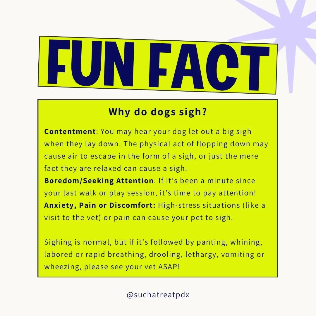 Ever wonder why your dog sighs as though they just clocked out of her hardest day on the job?