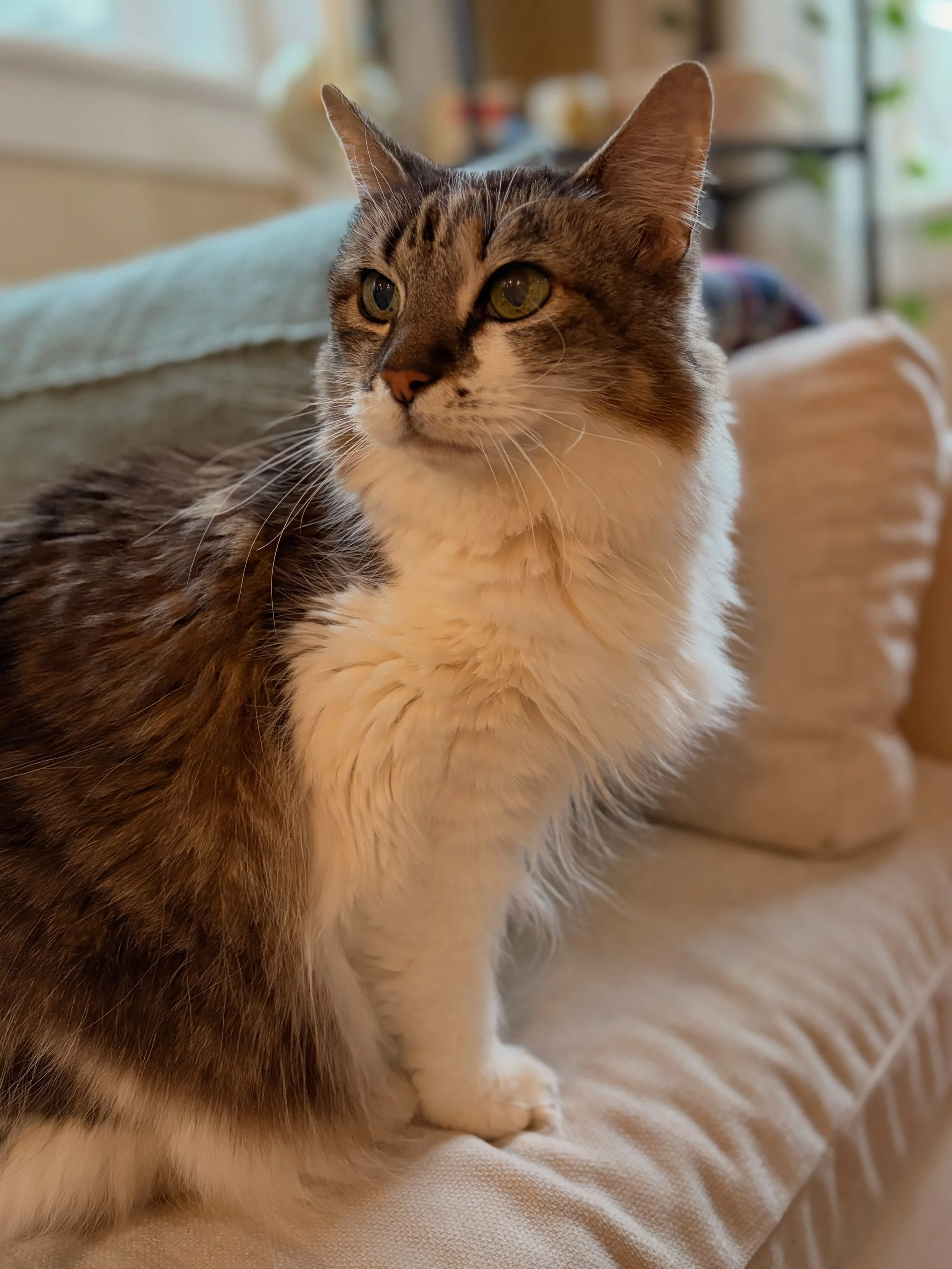 🌈🤍 Last week, Kitty&rsquo;s mom Ashley, had asked me to come by to discuss her upcoming trip and a few health issues. I arrived to their home shortly after they had gotten back from the vet. As I walked in, I knew. I sat on the couch and Kitty stoo