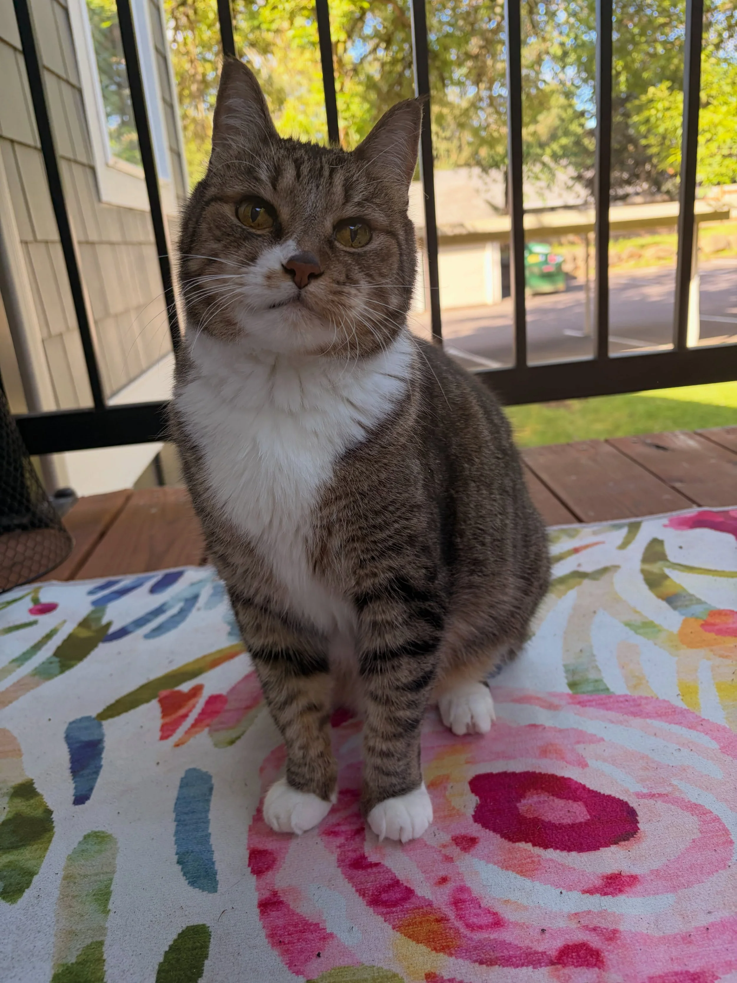 My new pal, Oliver! A love bug who enjoys a daily balcony sesh ☀️