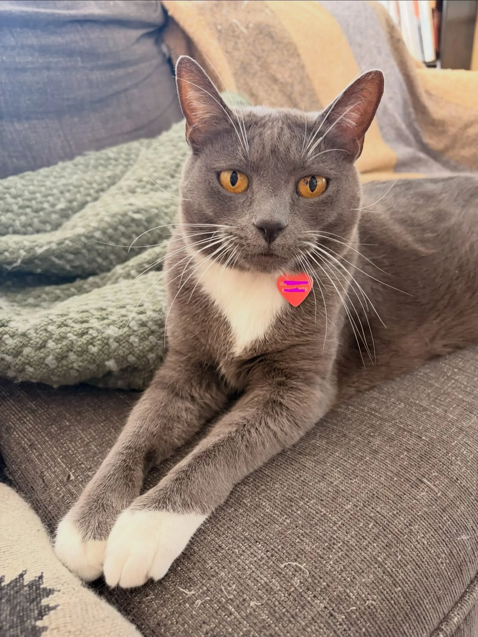 Had lots of fun with Pearl while @purrbabypets was away. This darling girl took a moment to warm up, but we were soon best buds!