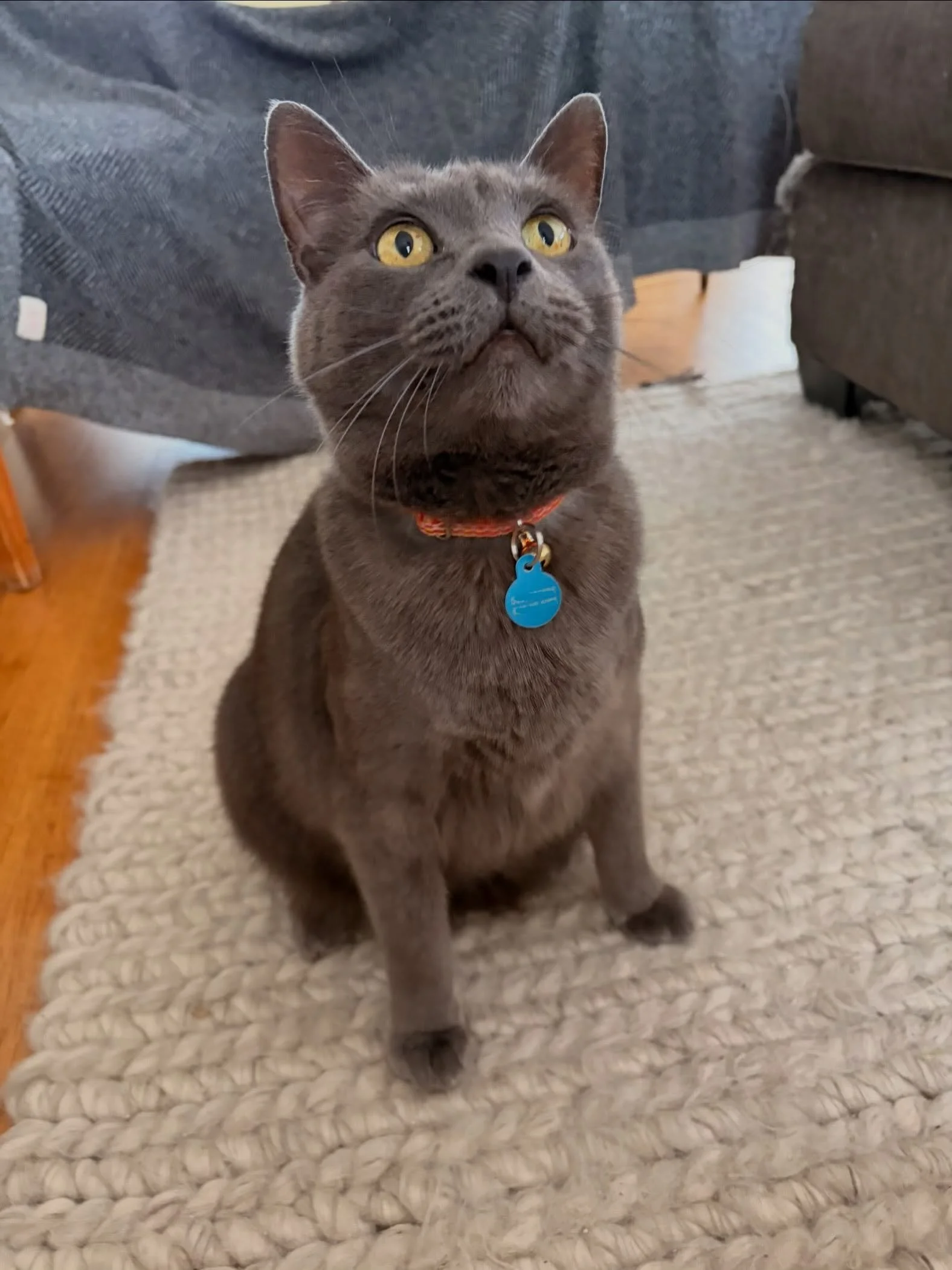 Fresno 🌶️ (another one of @purrbabypets) is such a playful guy!