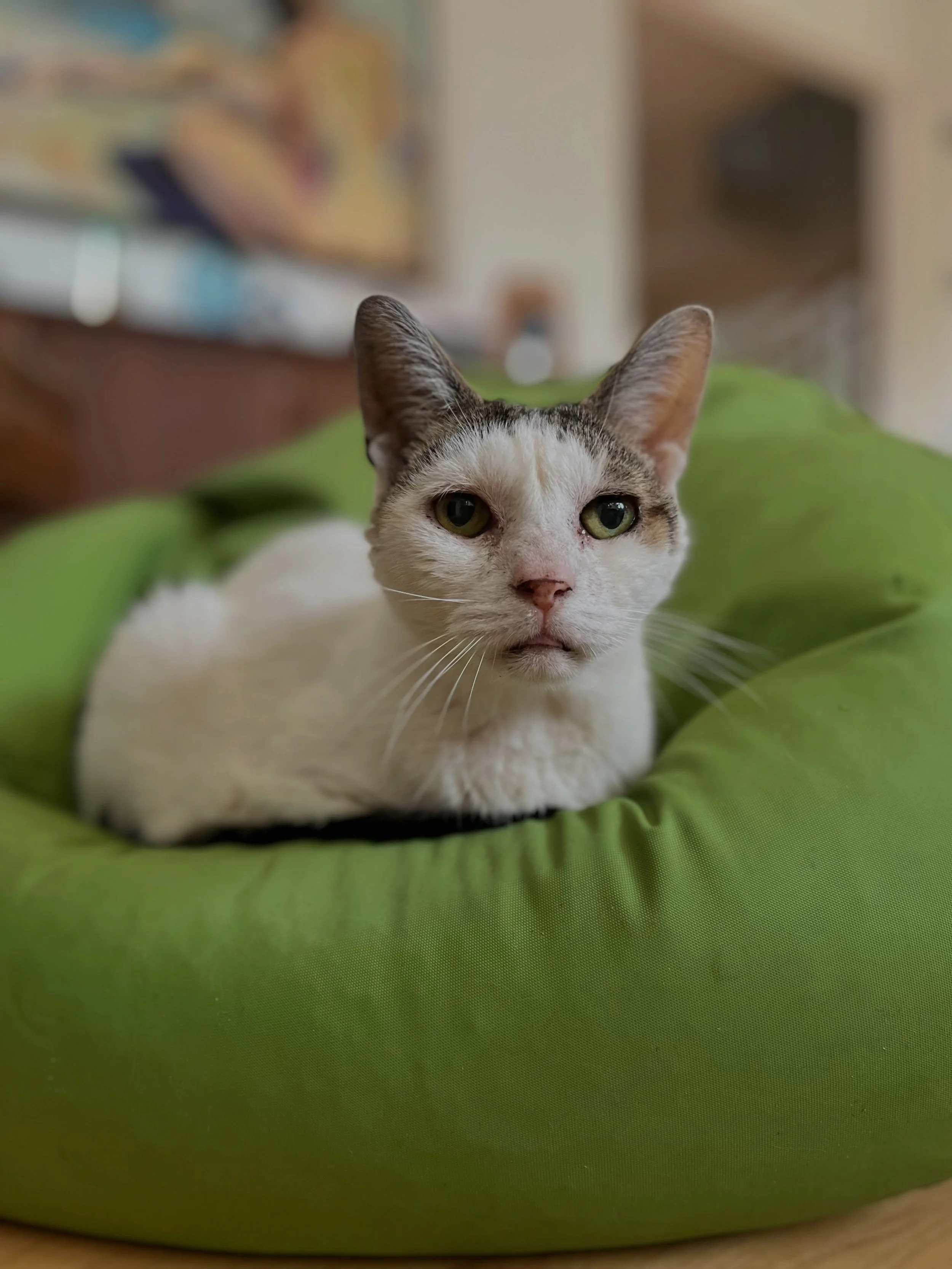 Oh Charlie 🌈 I love my seniors so much, but the pain of losing them is still unbearable. Charlie&rsquo;s never met a source of water he didn&rsquo;t love. And bring out a bowl of ice cubes and it was party time. Charlie loved being outside, watching