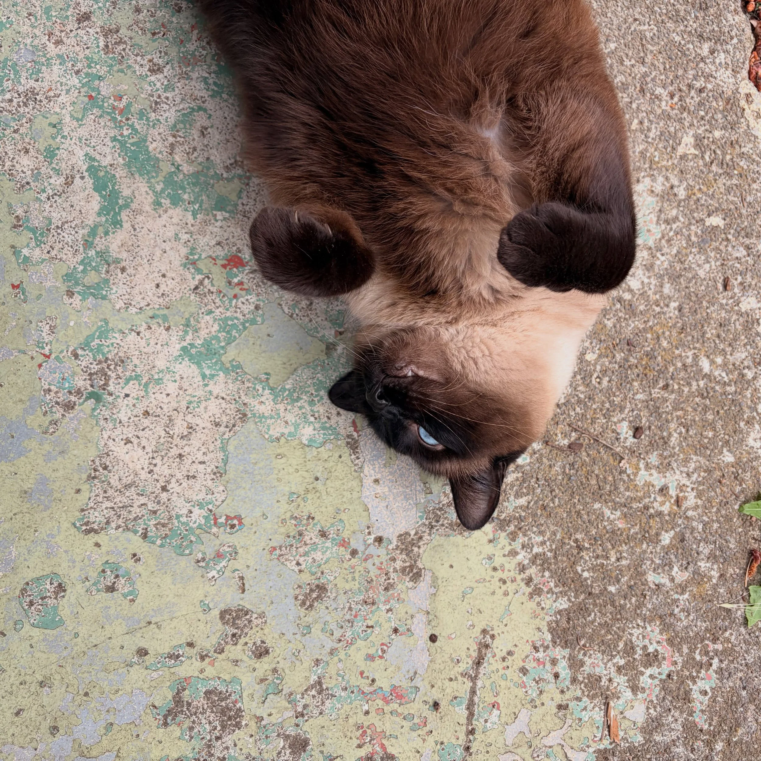 Miso can be such a ham! She&rsquo;s the most social out of the three sisters