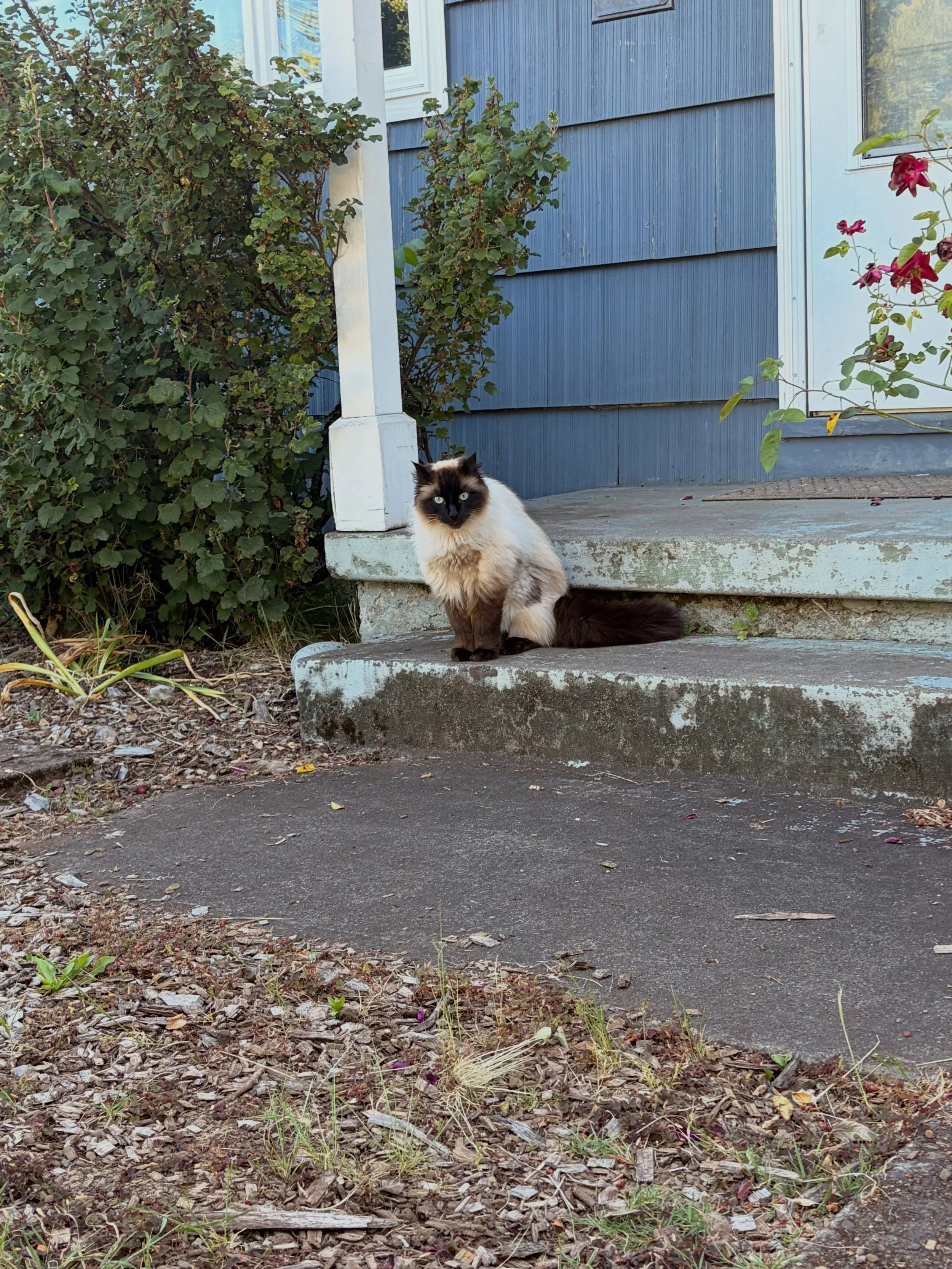Shy girl Ube! She stopped over for a sniff and some food, and then was back to adventuring 🗺️