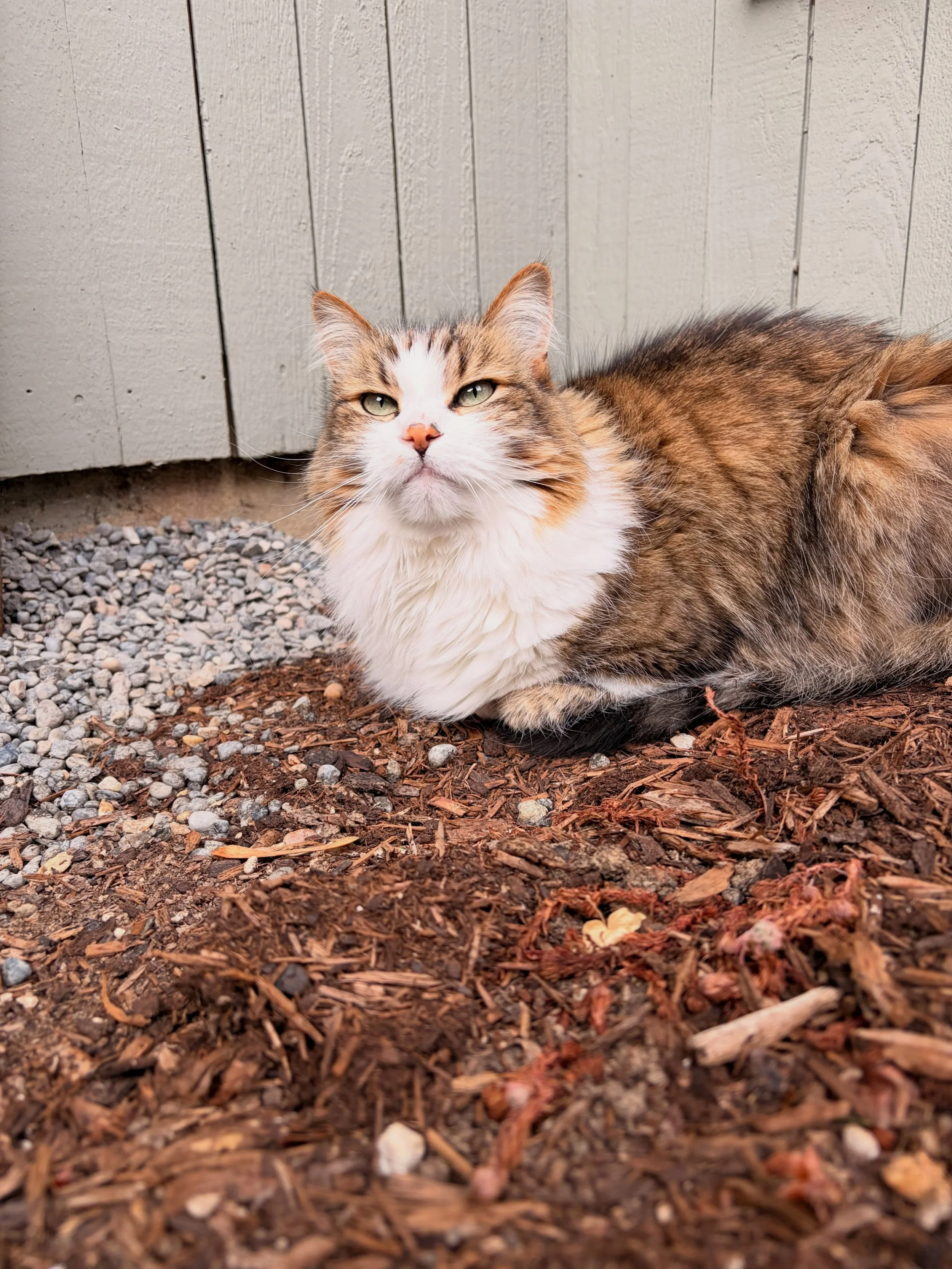 Meeko and siblings have the best set up in all of Portland: their very own private courtyard. Meeks particularly loves his time outside, often taking his dinner al fresco 🌙