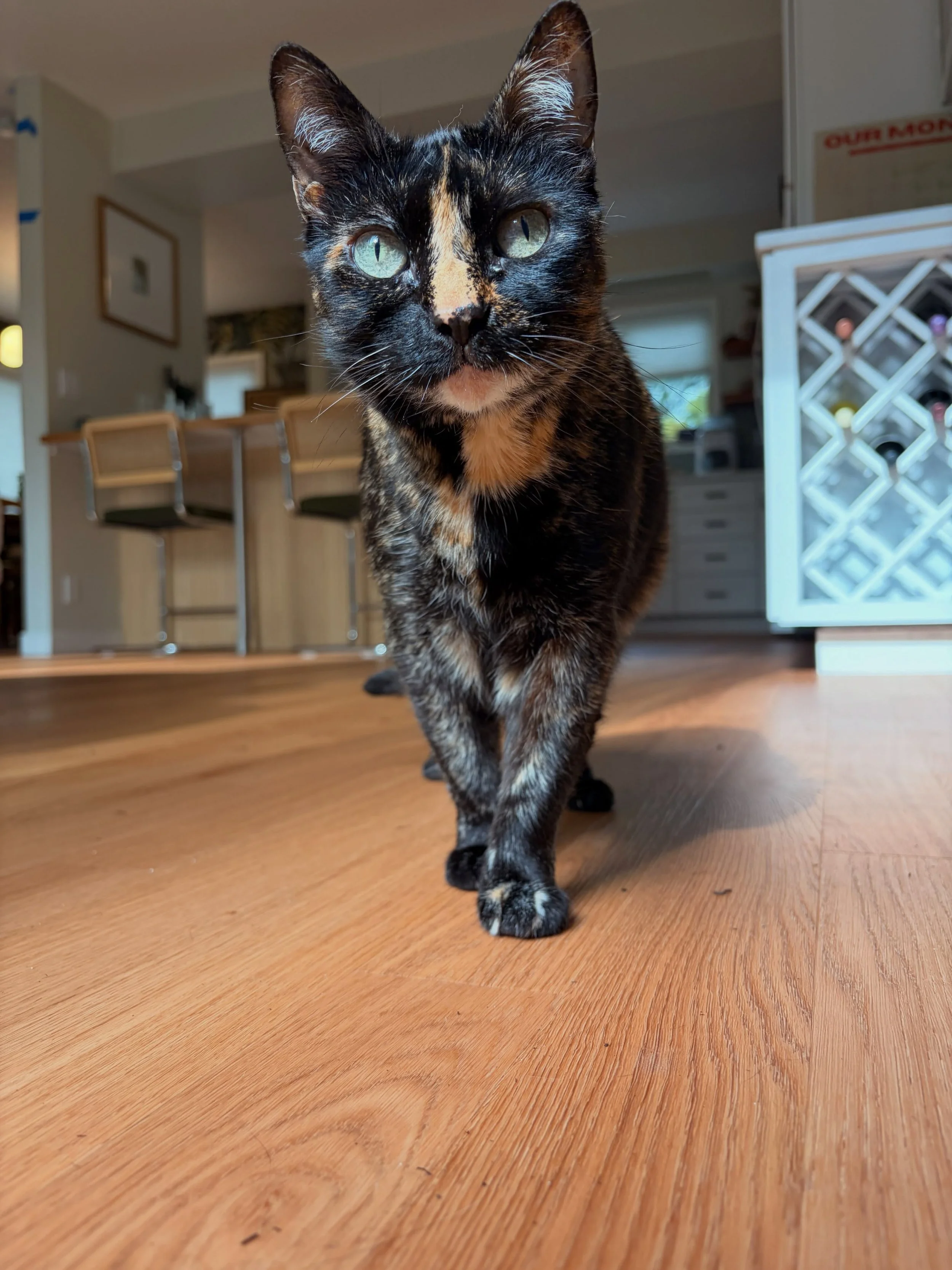Maple 🍁 the only one brave enough to venture out in the drizzle