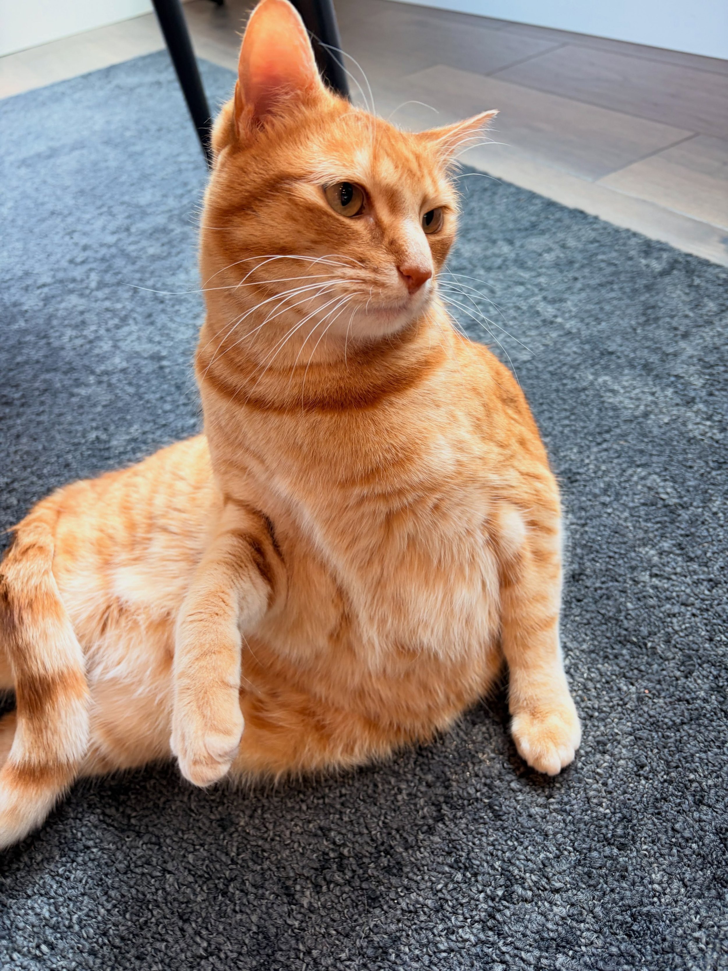 One of my favorite things about Tito is his merman 🧜&zwj;♂️ pose