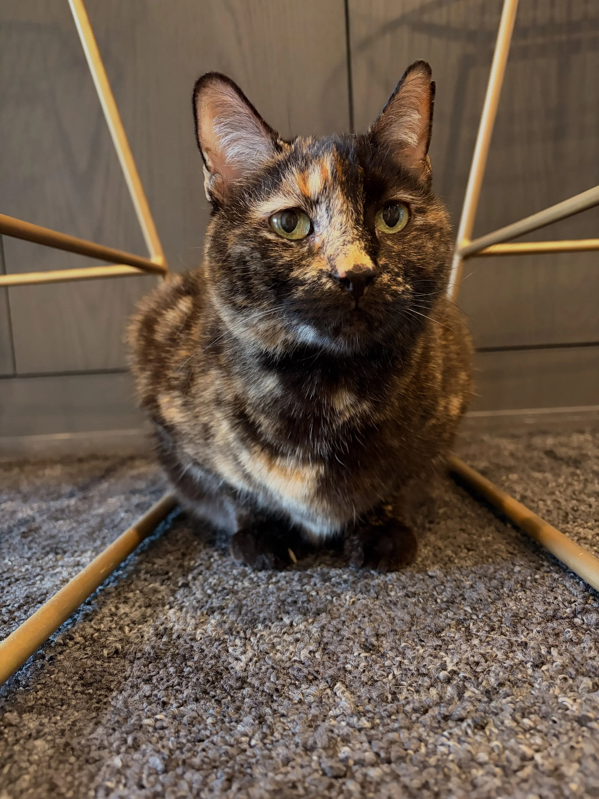 She&rsquo;s a Tortie and a Manx, that&rsquo;s what makes Diva so special 🤎
