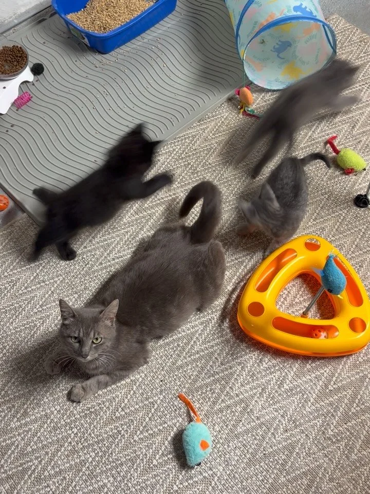 I had so much fun watching my clients foster kittens and Mama Eleanor! Such a cute bunch (minus all the 💩) who have all gone on to their forever homes!