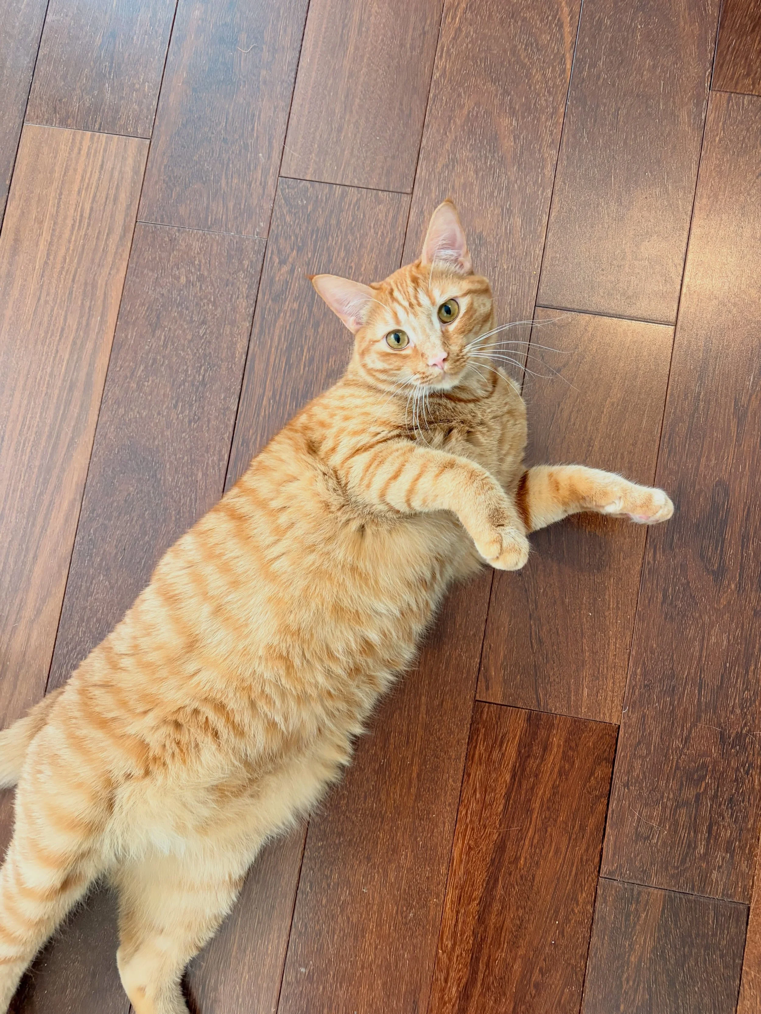 Winston&rsquo;s parents call him the President of the Welcome Committee. Winston will always meet you at the door, roll over for belly rubs, and then keep you on a strict play and pet schedule 🫡
