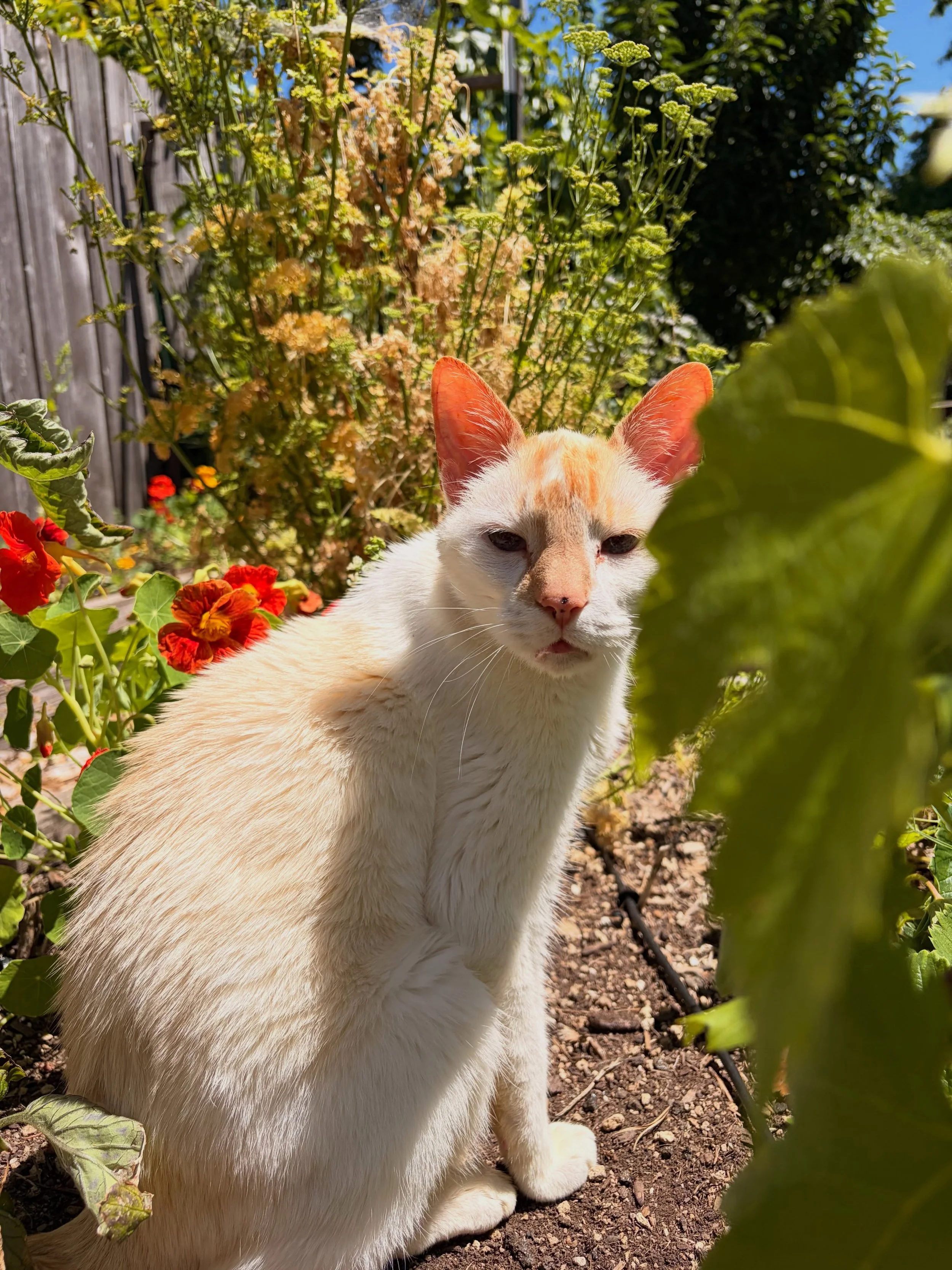 Murphy loves his garden! He snacks on grass, lays in the flowers and catches some shade under his favorite bush! 🌞🌸