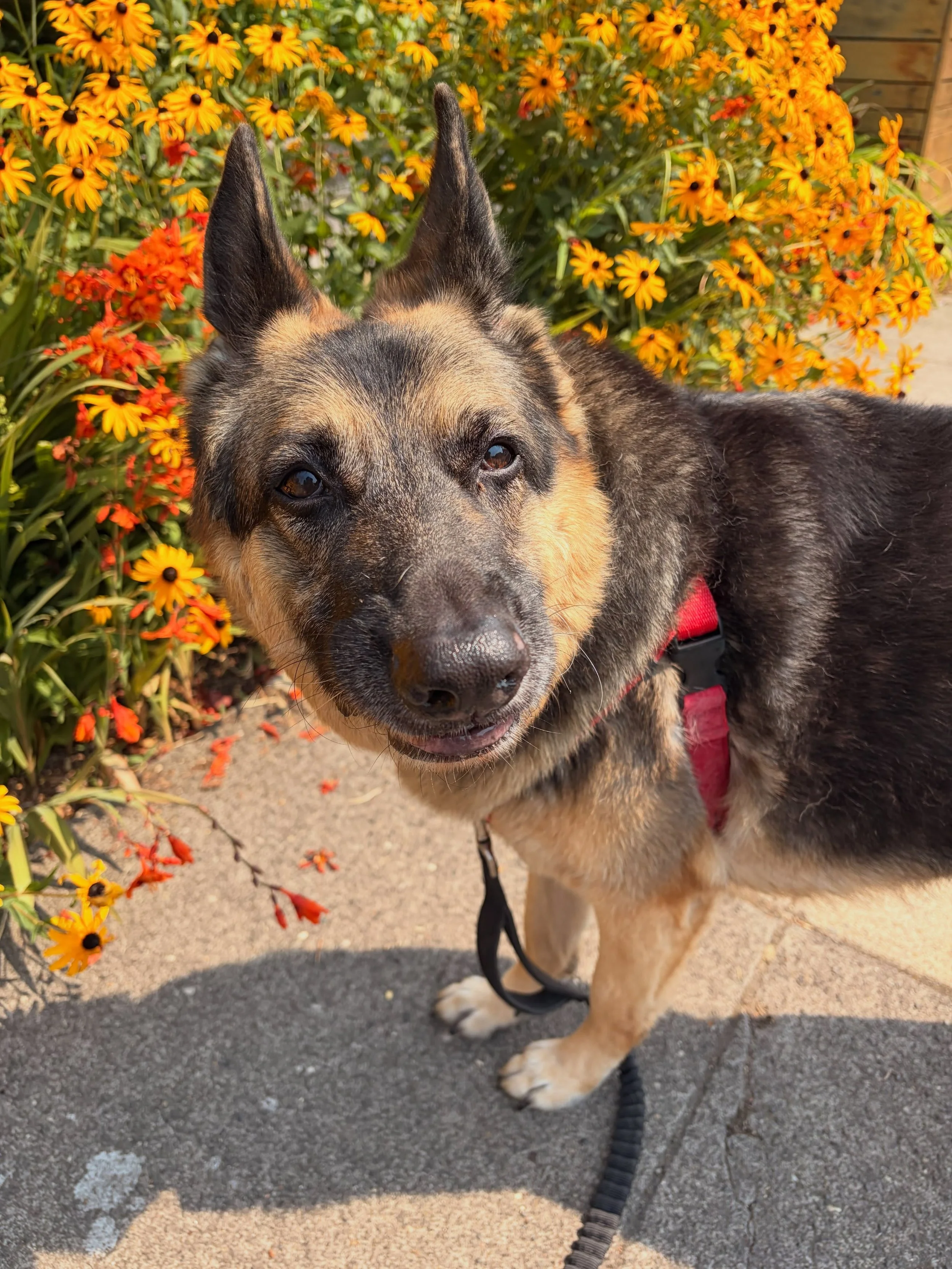My new pal, Montana! ⛰️🌲 this girl does so well on her walks and absolutely loves hanging in her backyard.