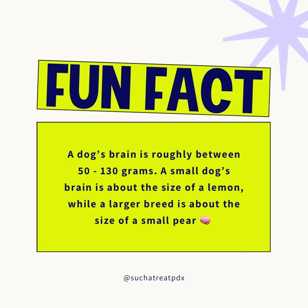 Dogs are about as intelligent as a 2-4 year old human 🧠